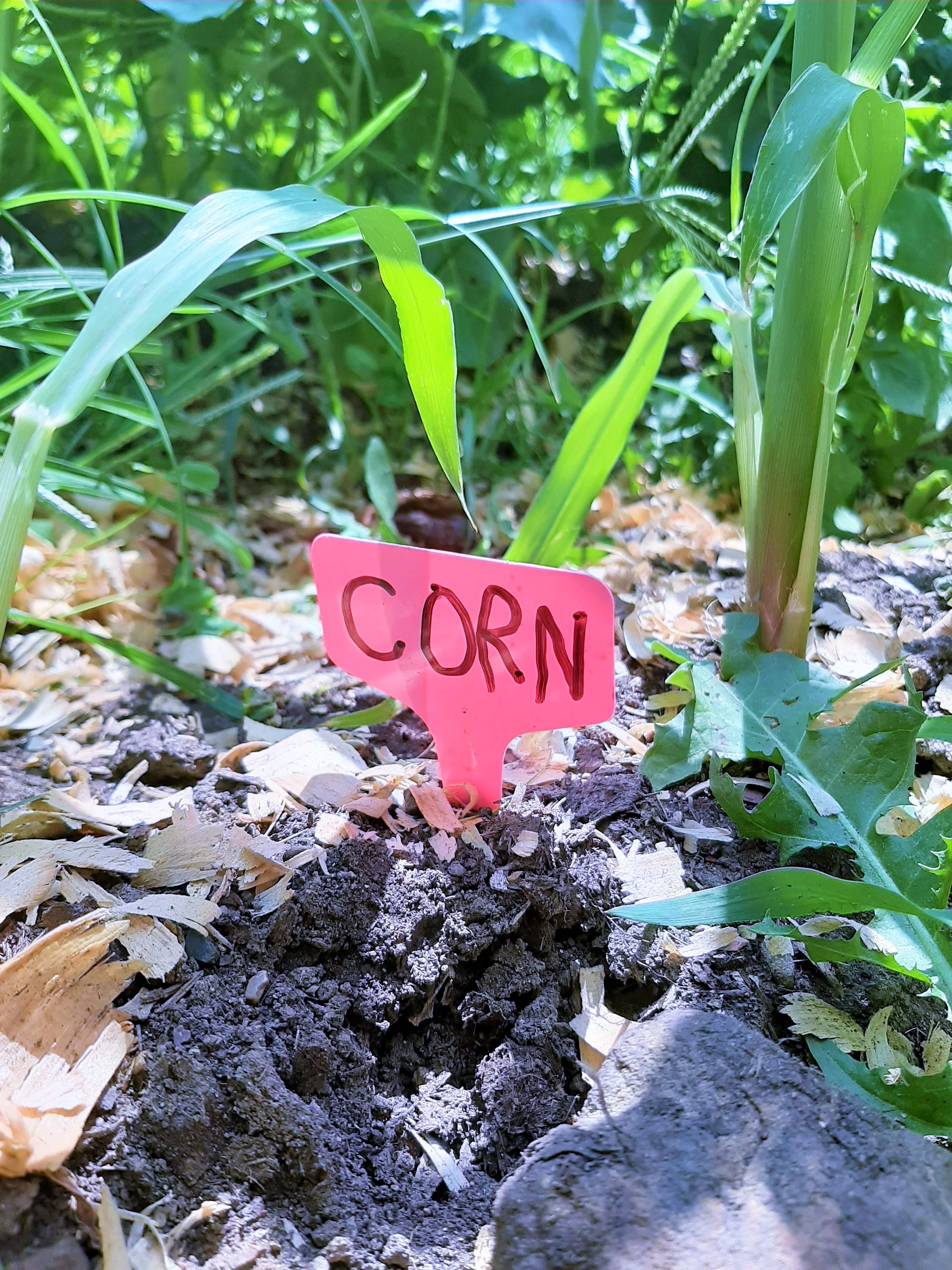Purple T-Shaped Plant Labels - Image 4