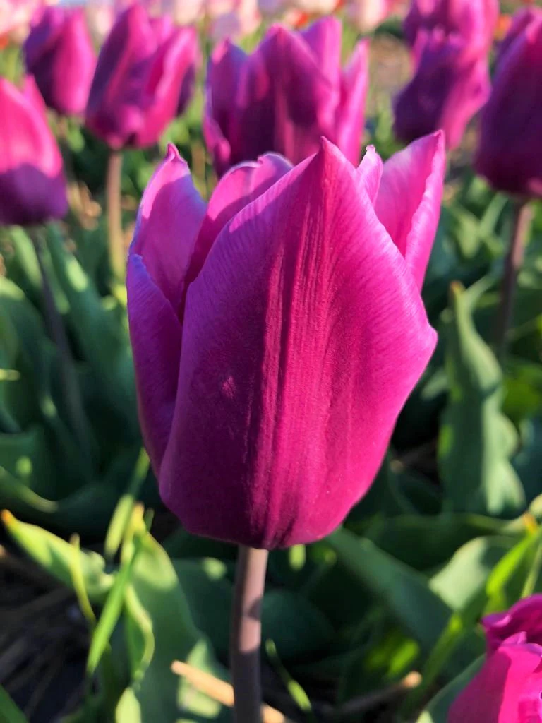 Purple Triumph Dutch Tulip Bulbs - Image 3
