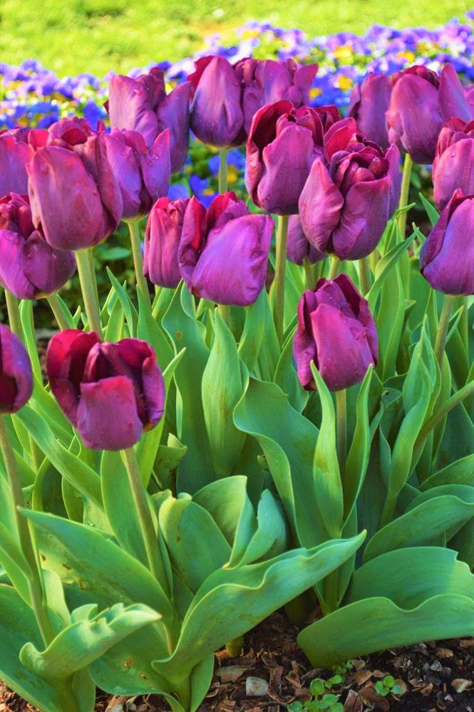 Purple Triumph Dutch Tulip Bulbs - Image 4