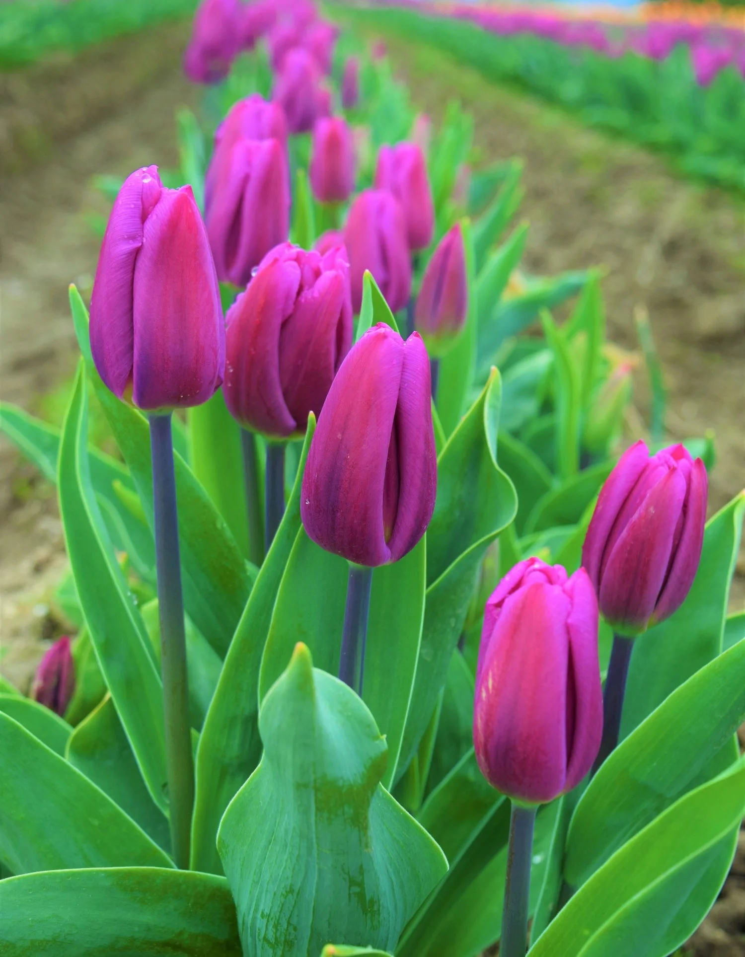 Purple Triumph Dutch Tulip Bulbs - Image 6