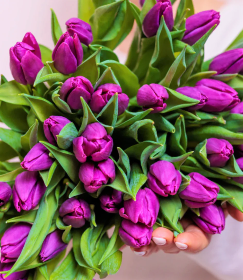 Purple Triumph Dutch Tulip Bulbs - Image 7