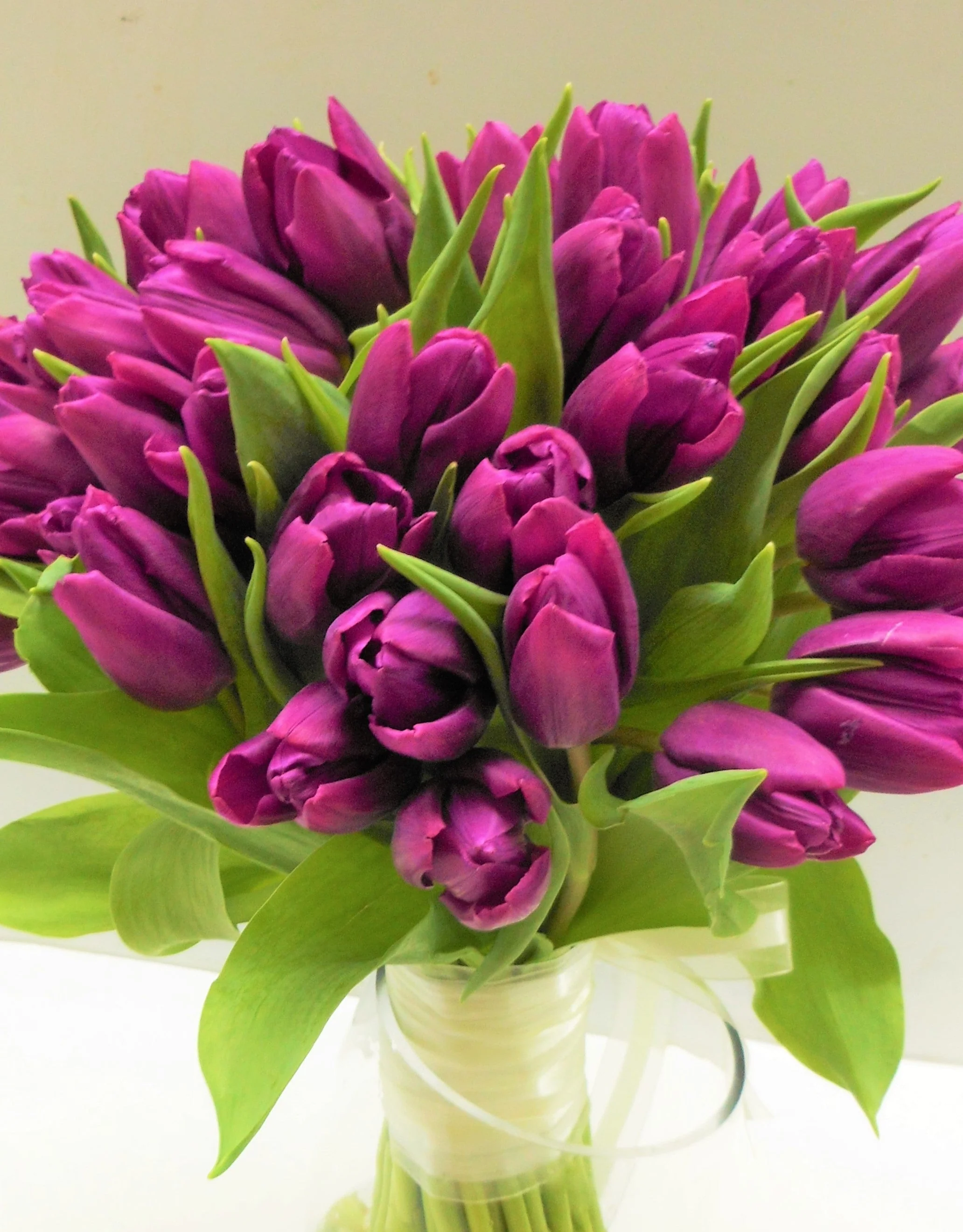 Purple Triumph Dutch Tulip Bulbs - Image 8