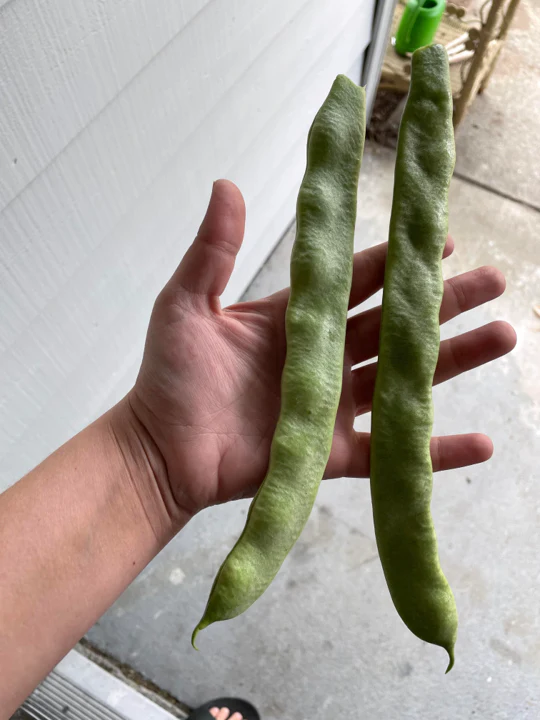 Qing Bian Romano Bean (Pole) - Image 3