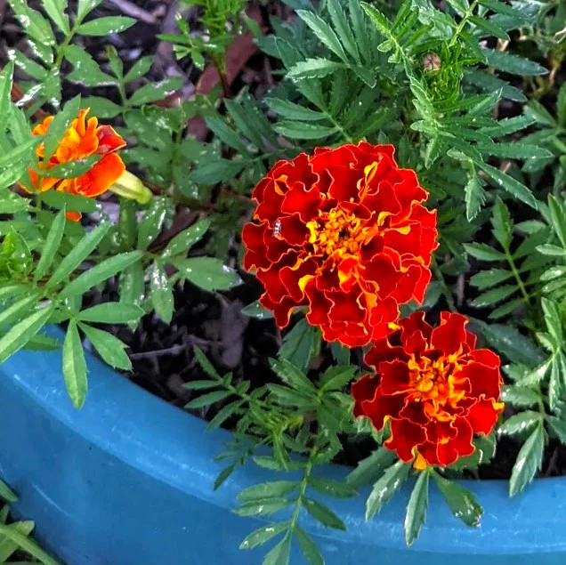 Queen Sophia French Marigold - Image 10