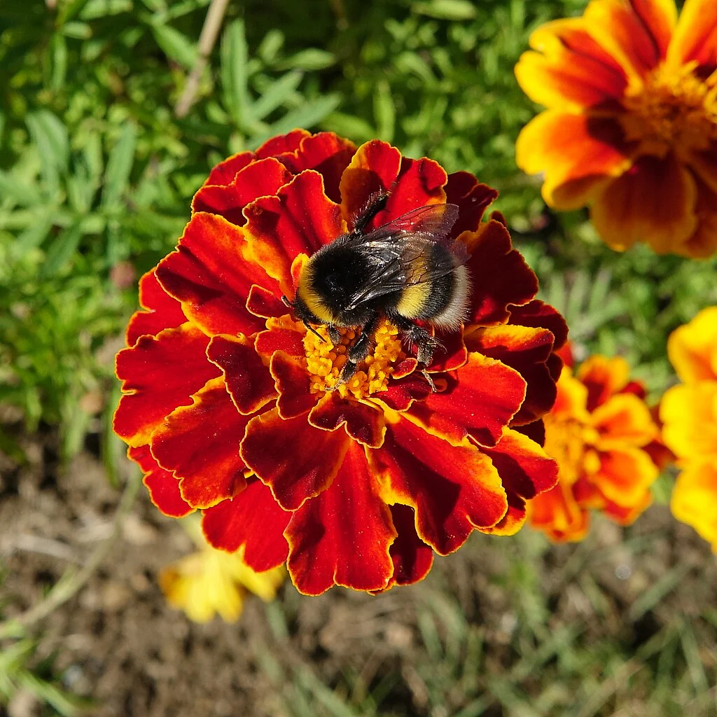 Queen Sophia French Marigold - Image 3