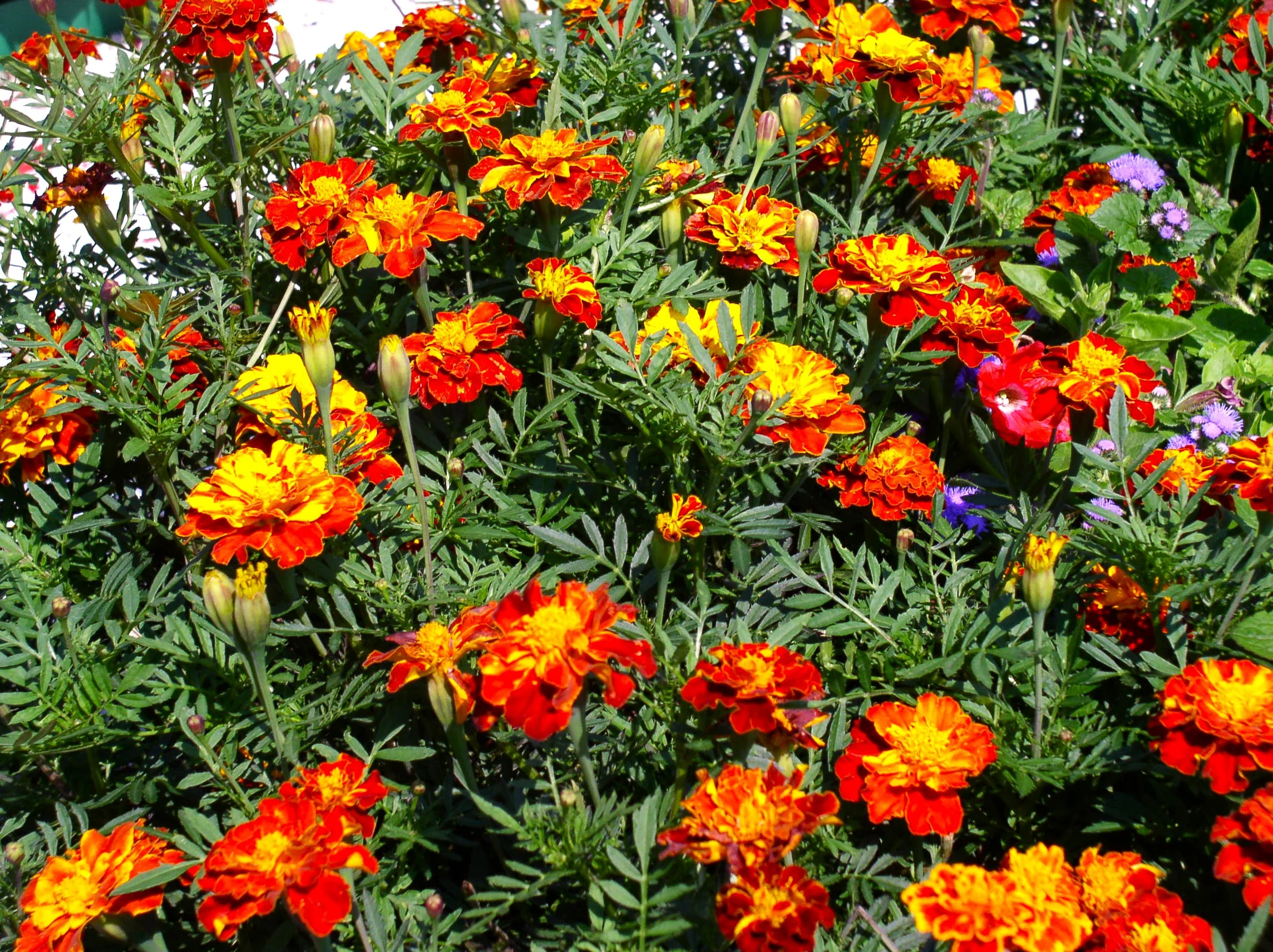 Queen Sophia French Marigold - Image 4