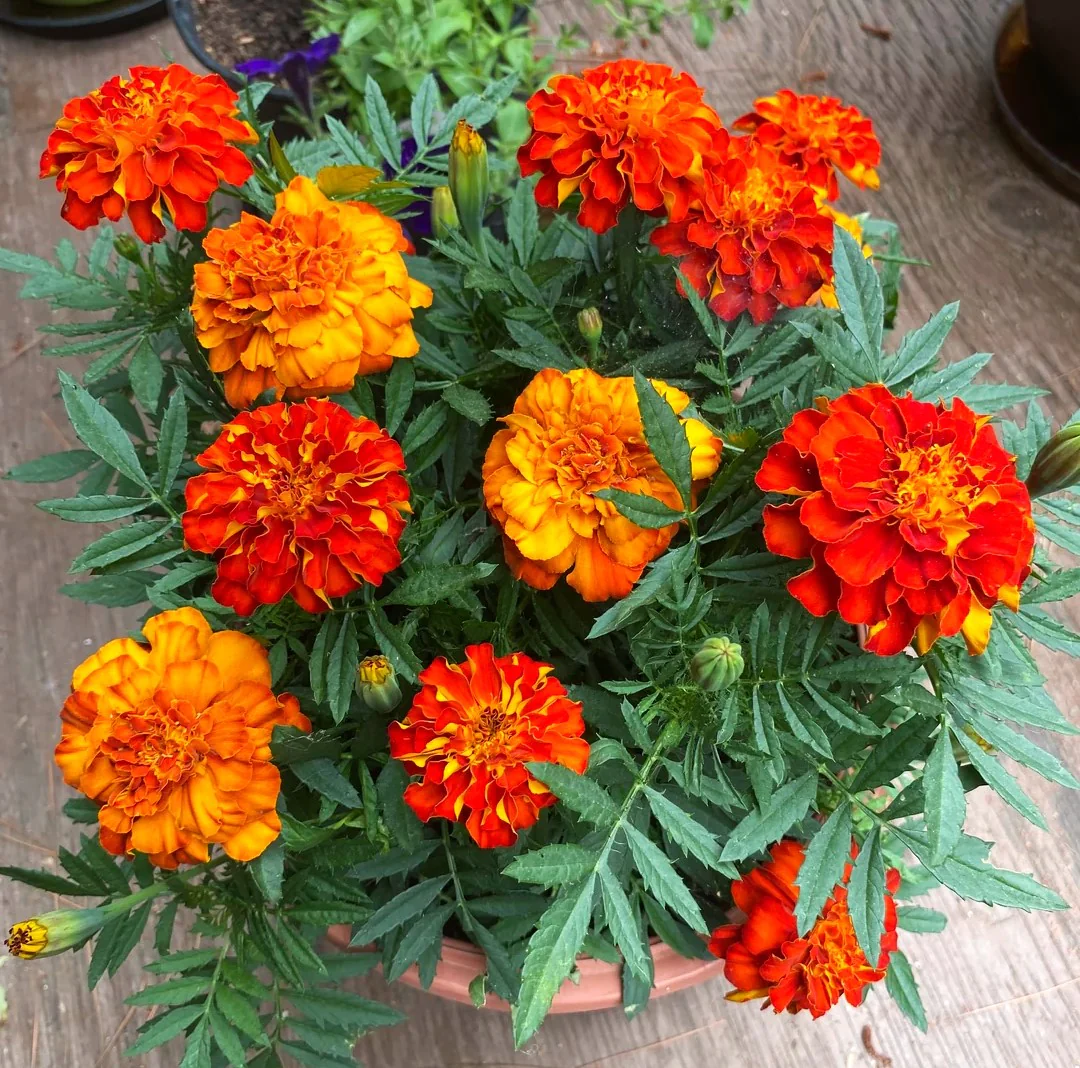 Queen Sophia French Marigold - Image 5