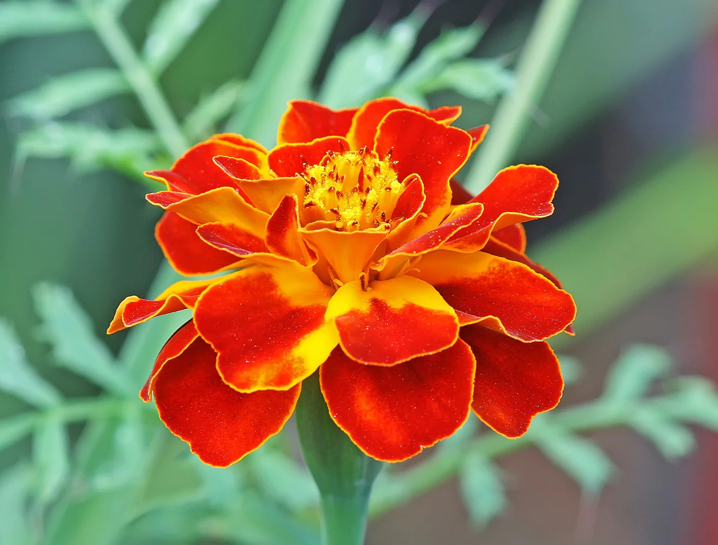 Queen Sophia French Marigold - Image 6