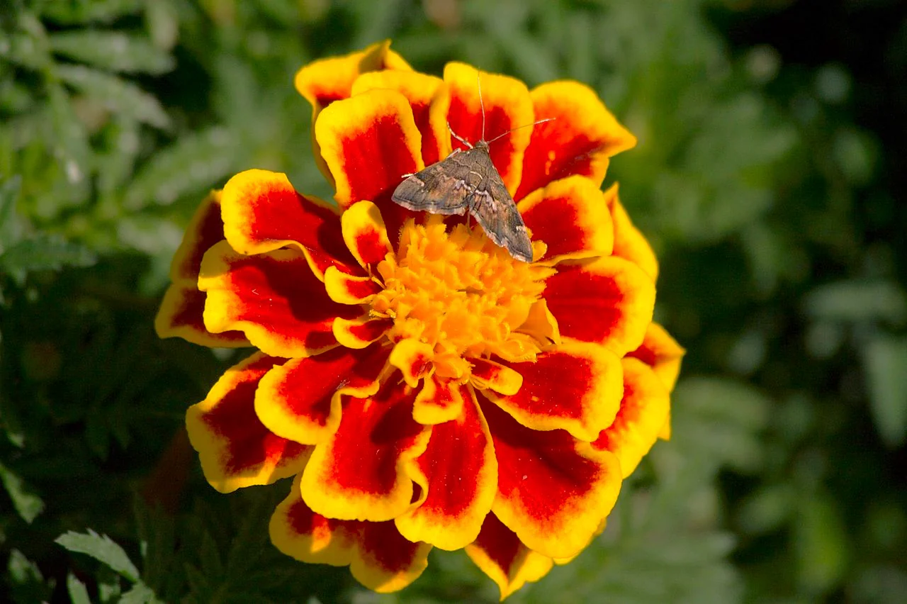 Queen Sophia French Marigold - Image 7