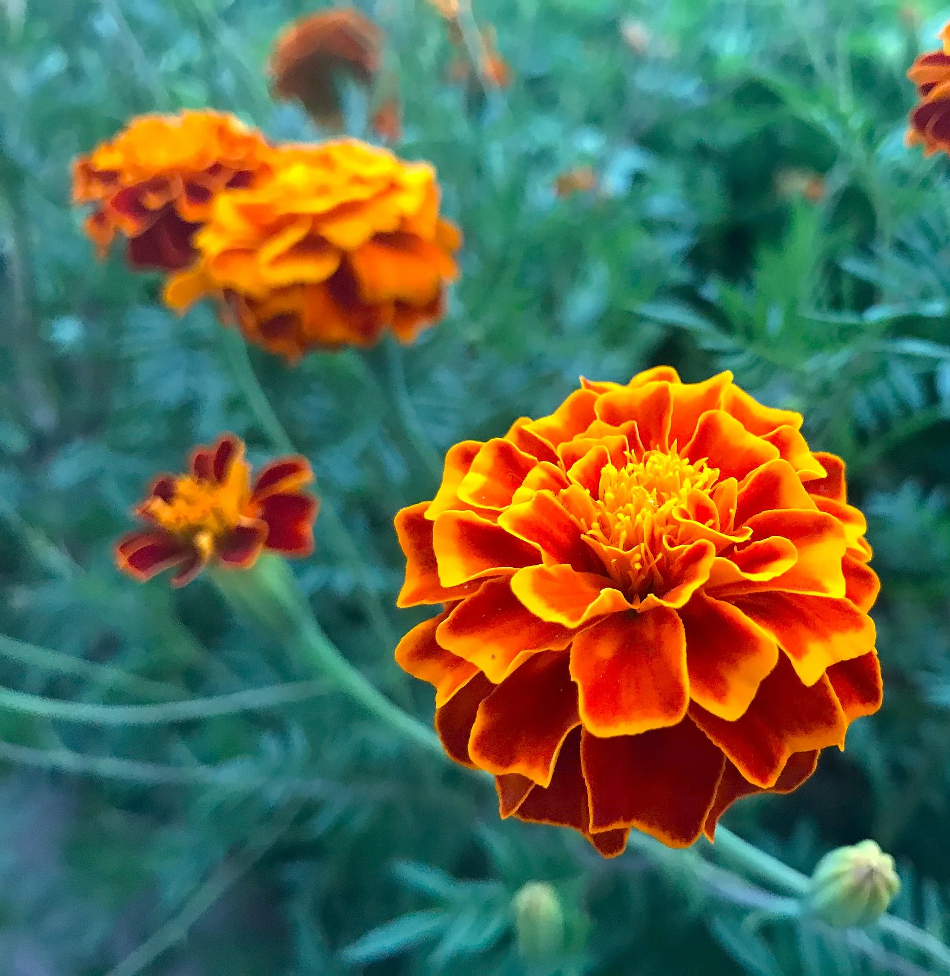 Queen Sophia French Marigold - Image 8