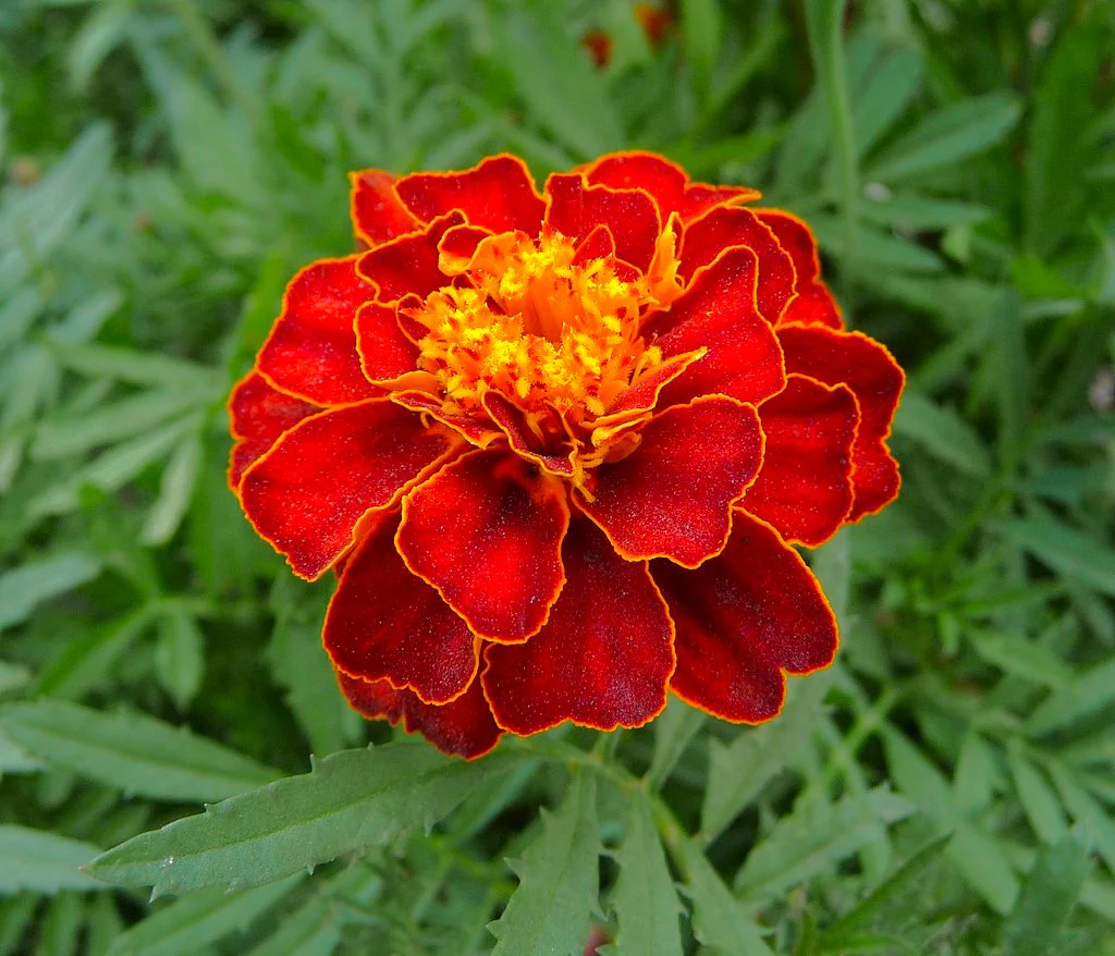 Queen Sophia French Marigold - Image 9