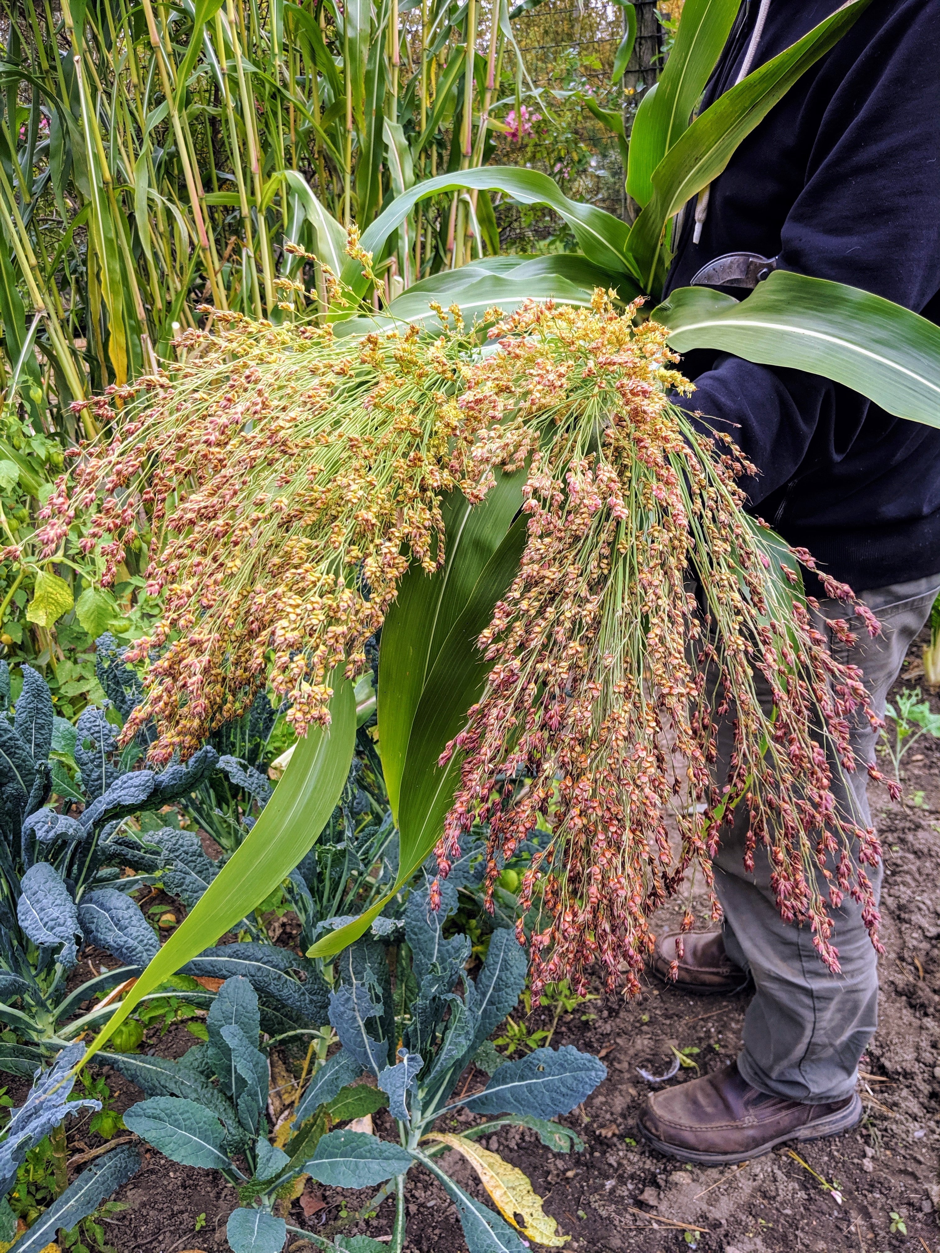 Rainbow Colors Broom Corn - Image 3