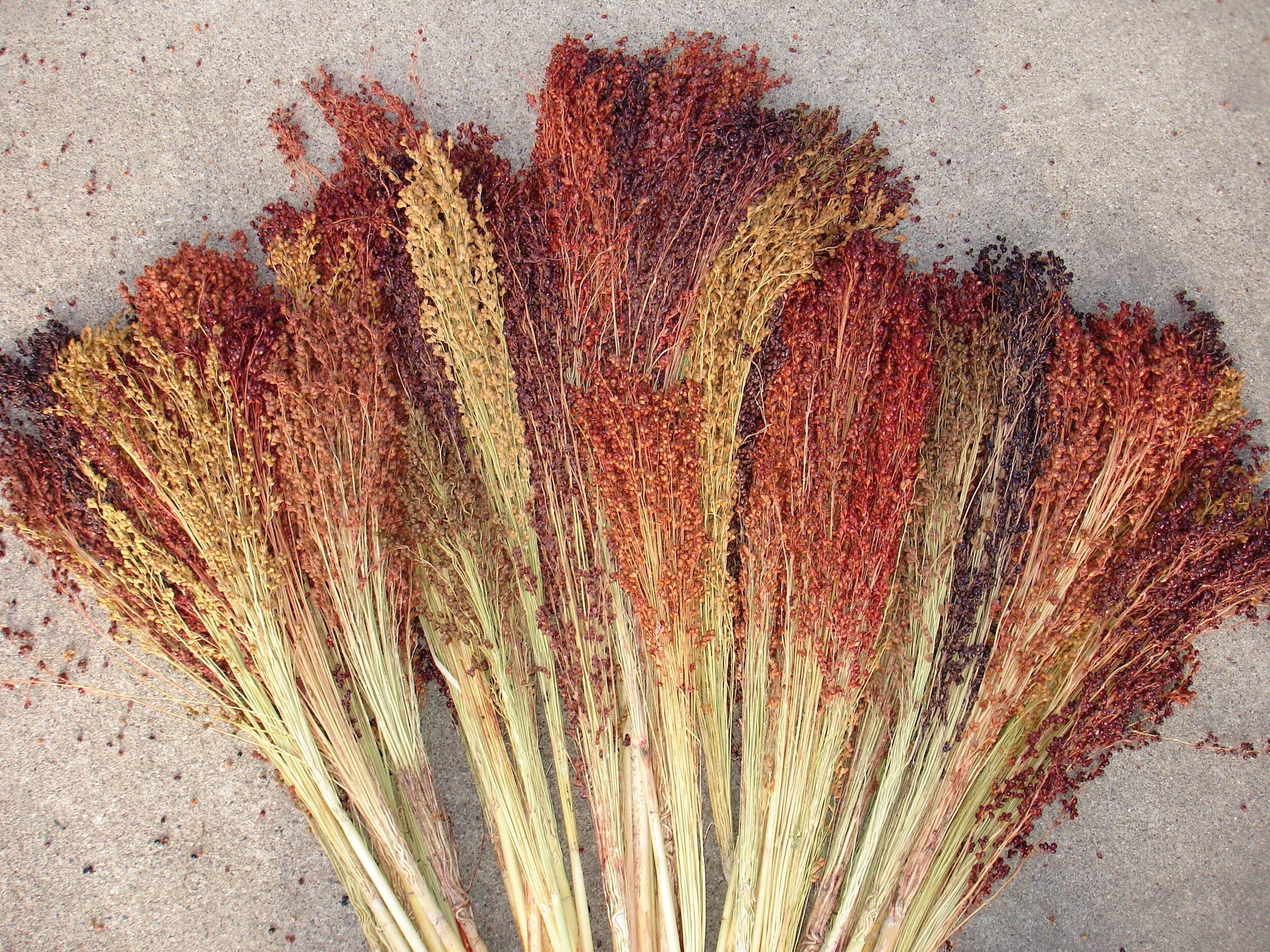 Rainbow Colors Broom Corn - Image 5