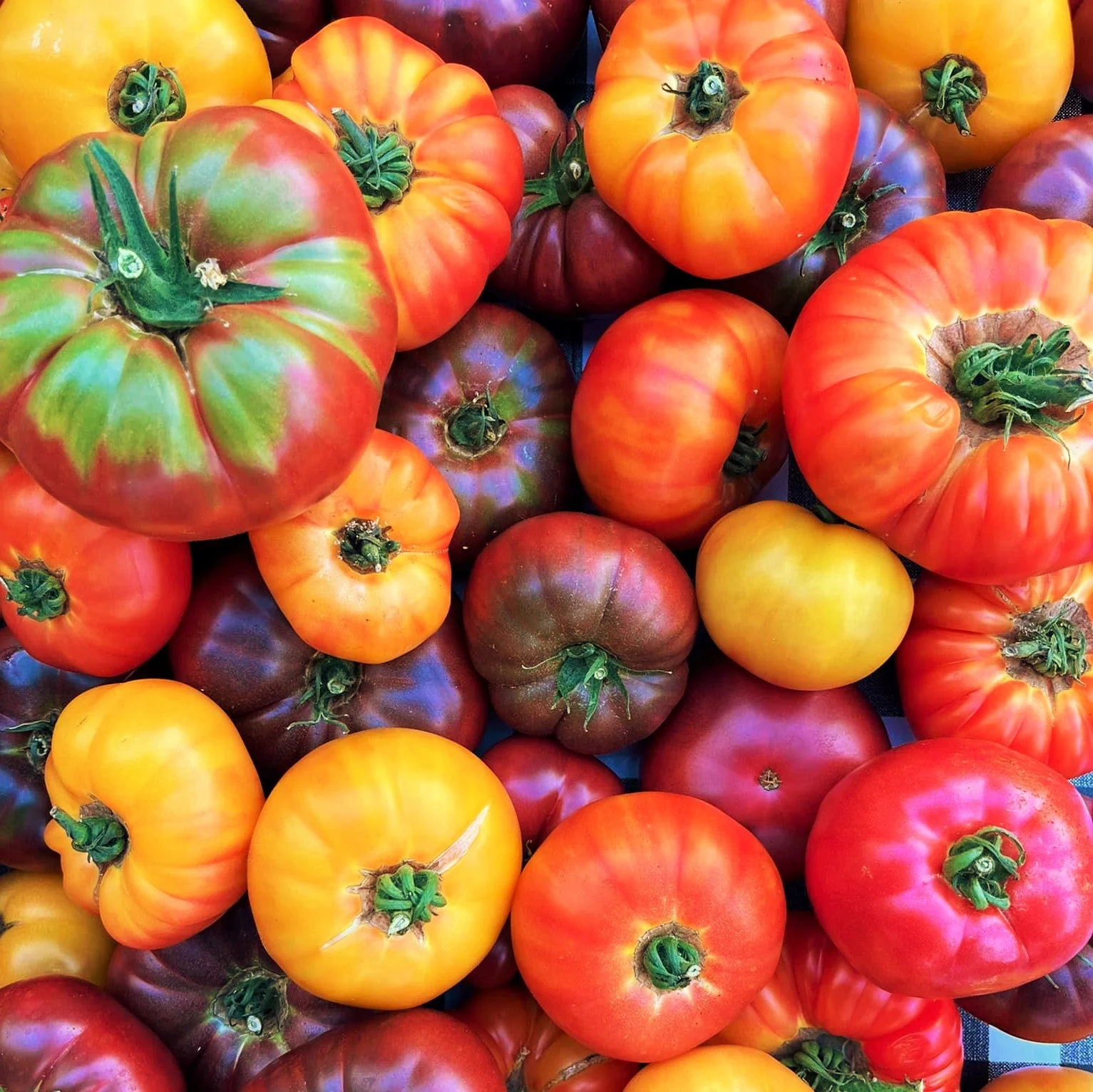 Rainbow Mix Beefsteak Tomato