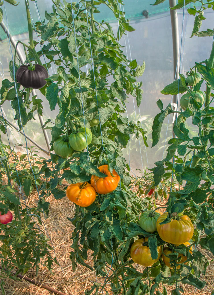 Rainbow Mix Beefsteak Tomato - Image 3