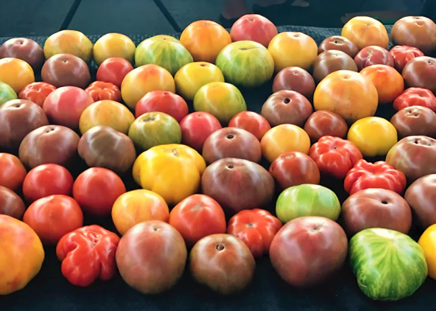 Rainbow Mix Beefsteak Tomato - Image 4
