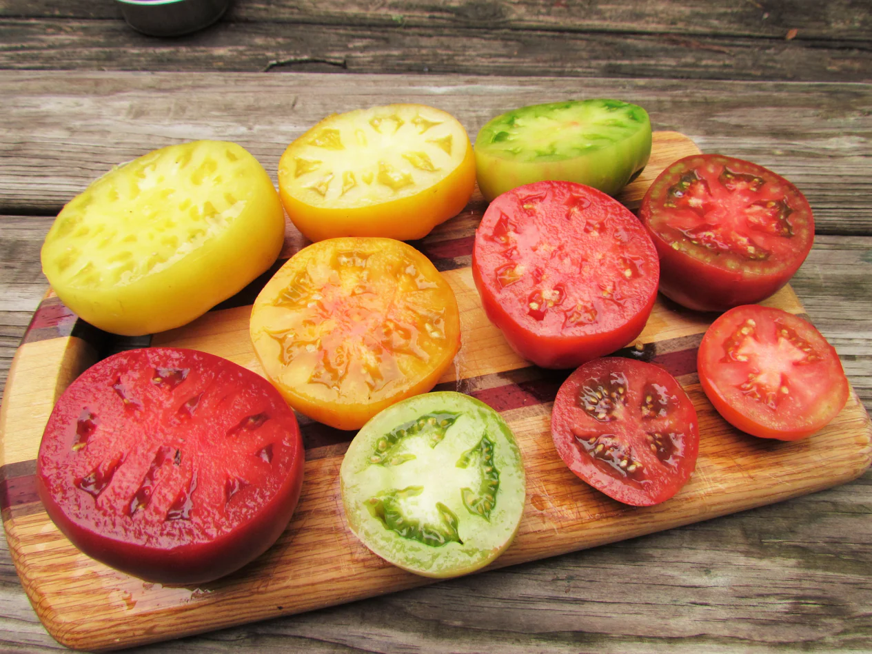Rainbow Mix Beefsteak Tomato - Image 6