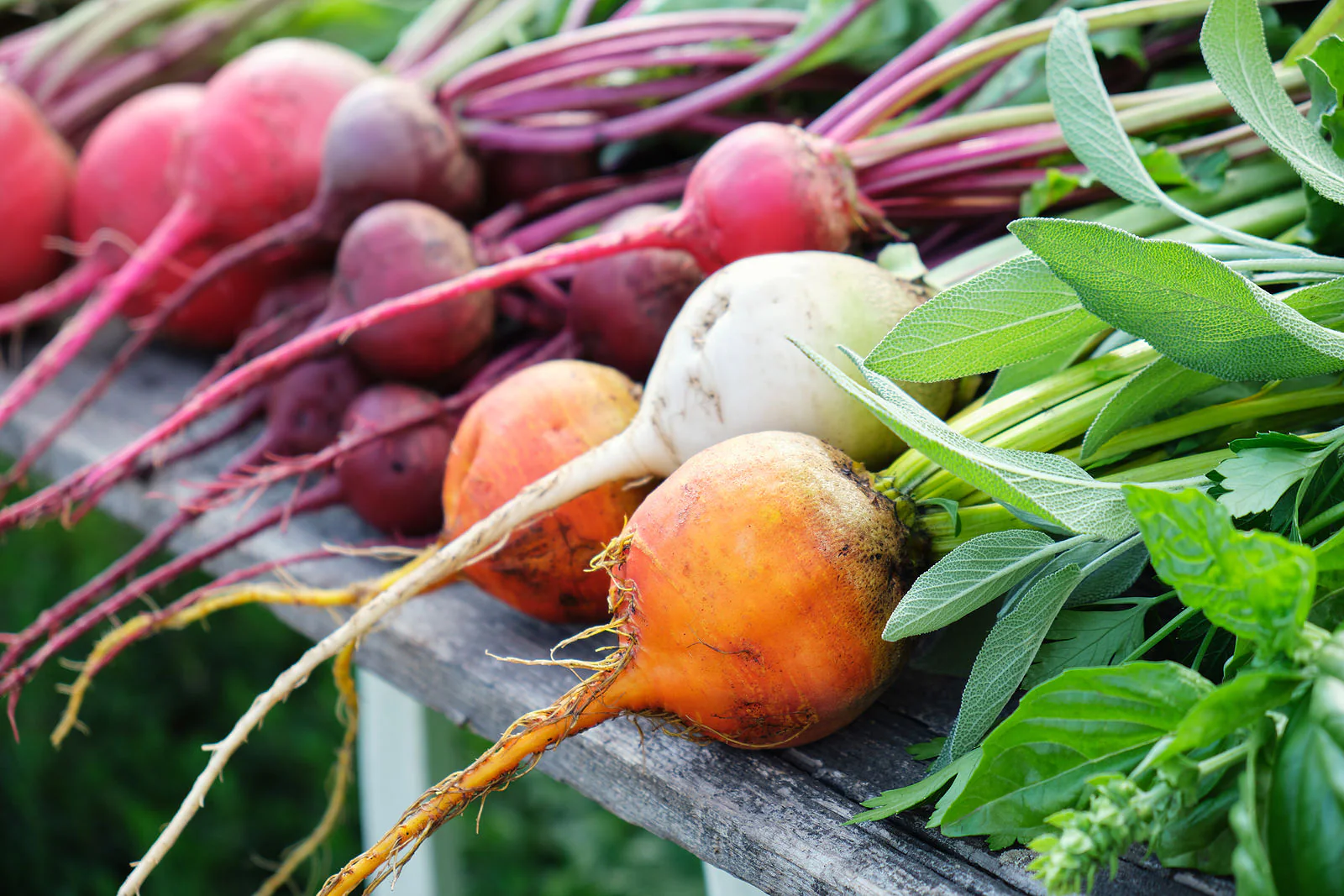 Rainbow Mix Beet - Image 4