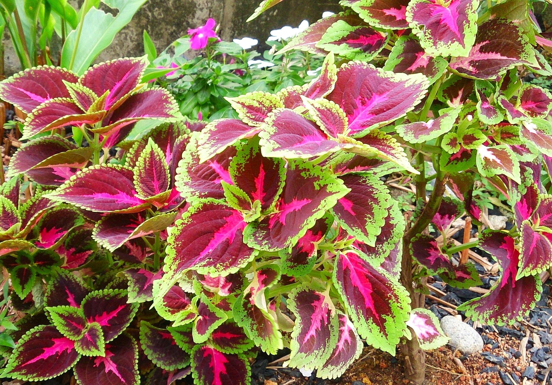 Rainbow Mix Coleus - Image 2