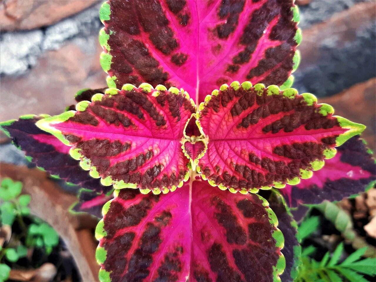 Rainbow Mix Coleus - Image 3