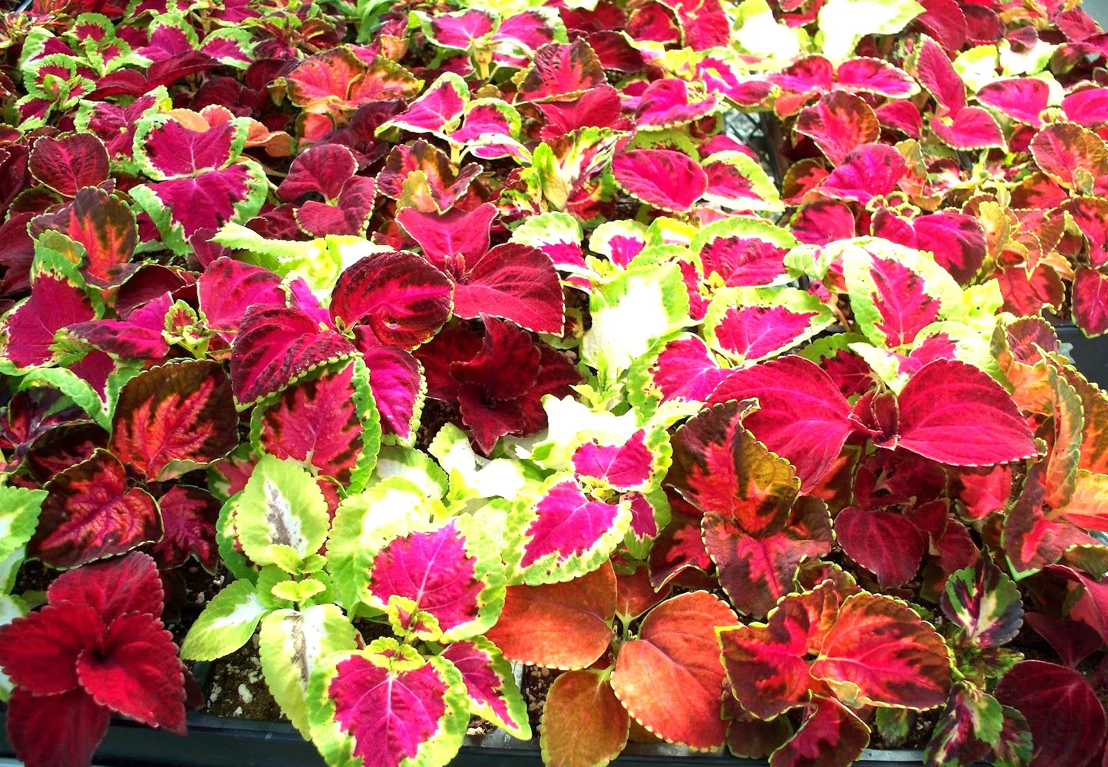 Rainbow Mix Coleus - Image 4
