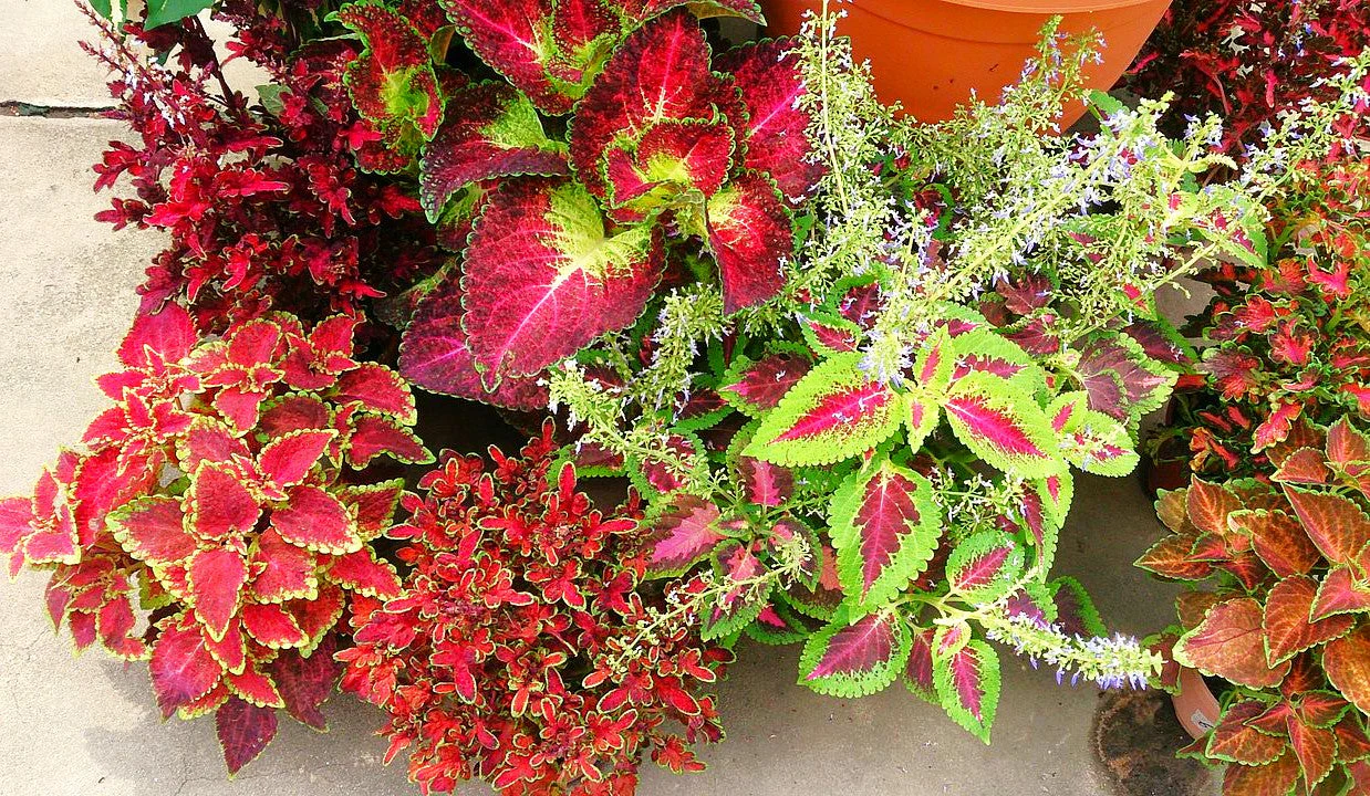 Rainbow Mix Coleus - Image 5