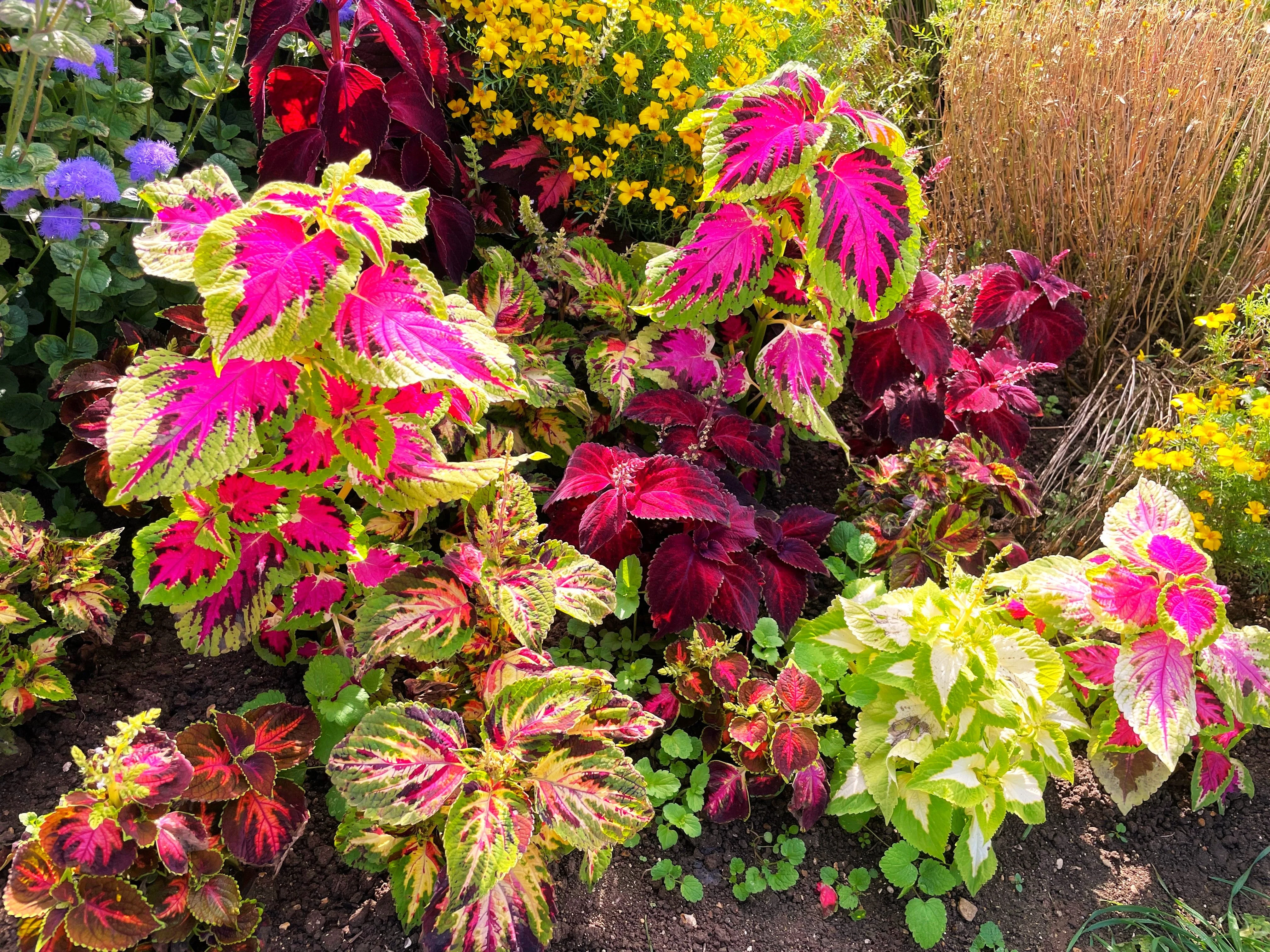 Rainbow Mix Coleus - Image 6