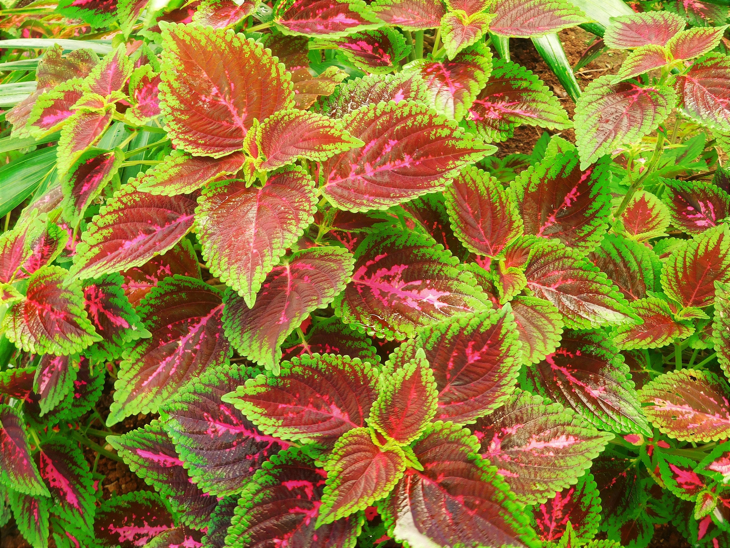 Rainbow Mix Coleus - Image 7