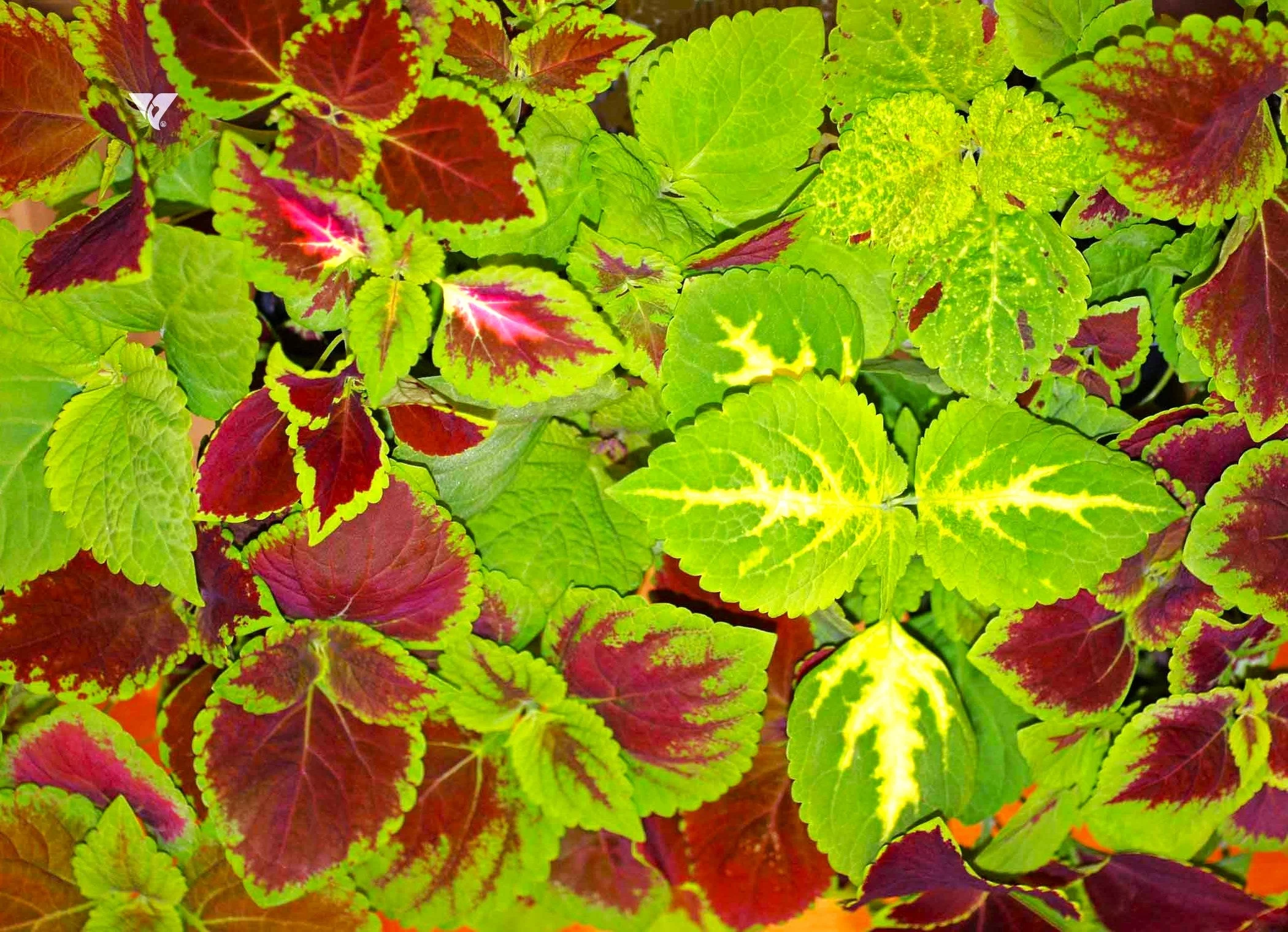 Rainbow Mix Coleus - Image 8