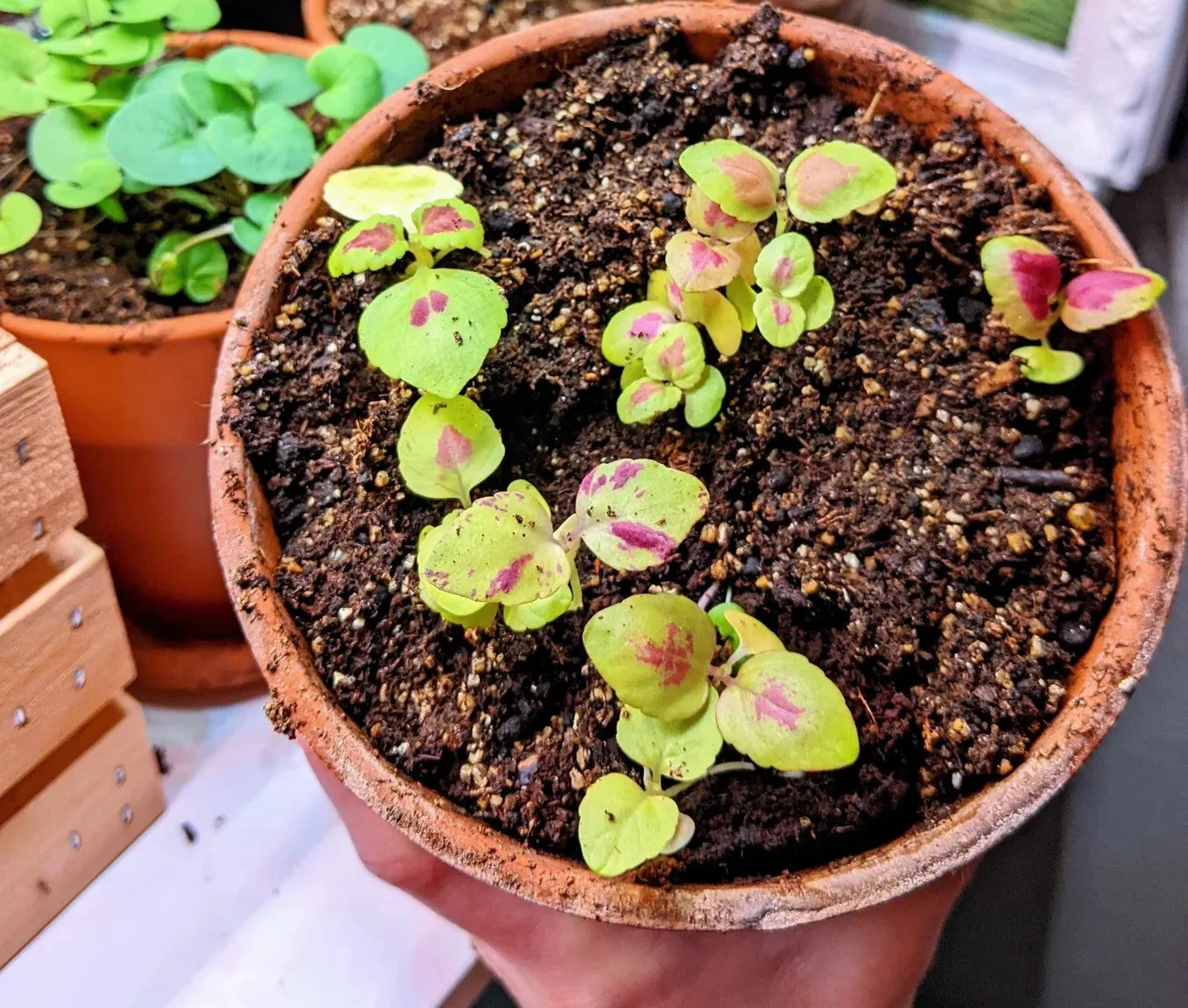 Rainbow Mix Coleus - Image 9