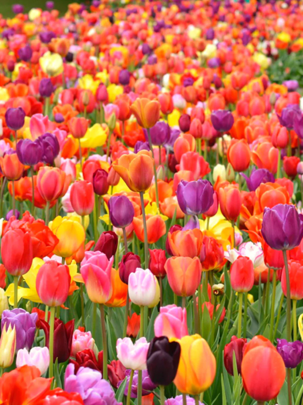 Rainbow Mix Dutch Tulip Bulbs - Image 4