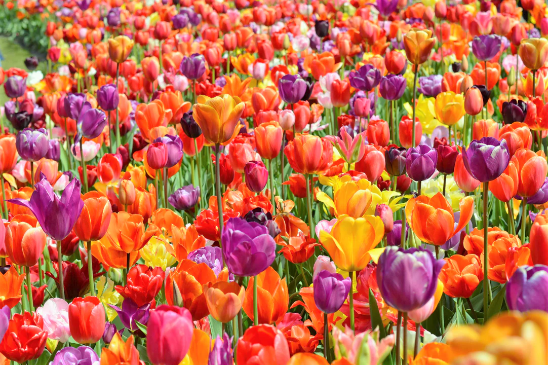 Rainbow Mix Dutch Tulip Bulbs - Image 5