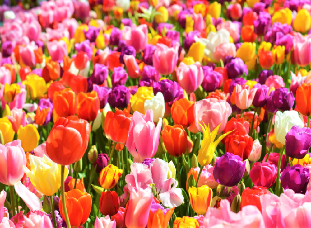 Rainbow Mix Dutch Tulip Bulbs - Image 6
