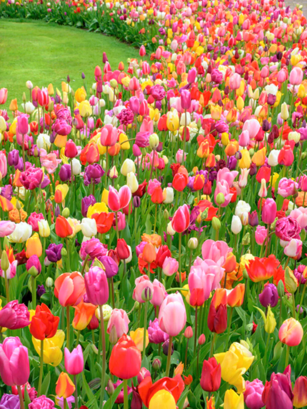 Rainbow Mix Dutch Tulip Bulbs - Image 7