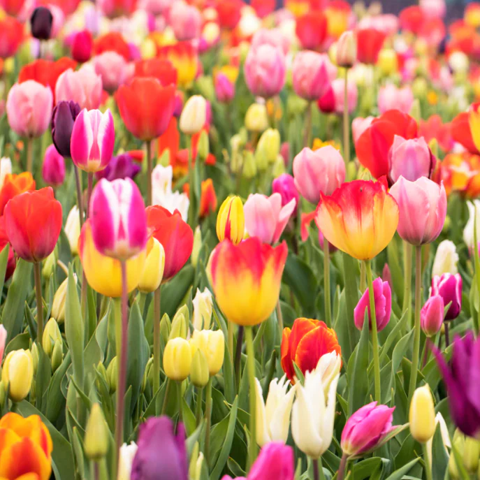 Rainbow Mix Dutch Tulip Bulbs - Image 8