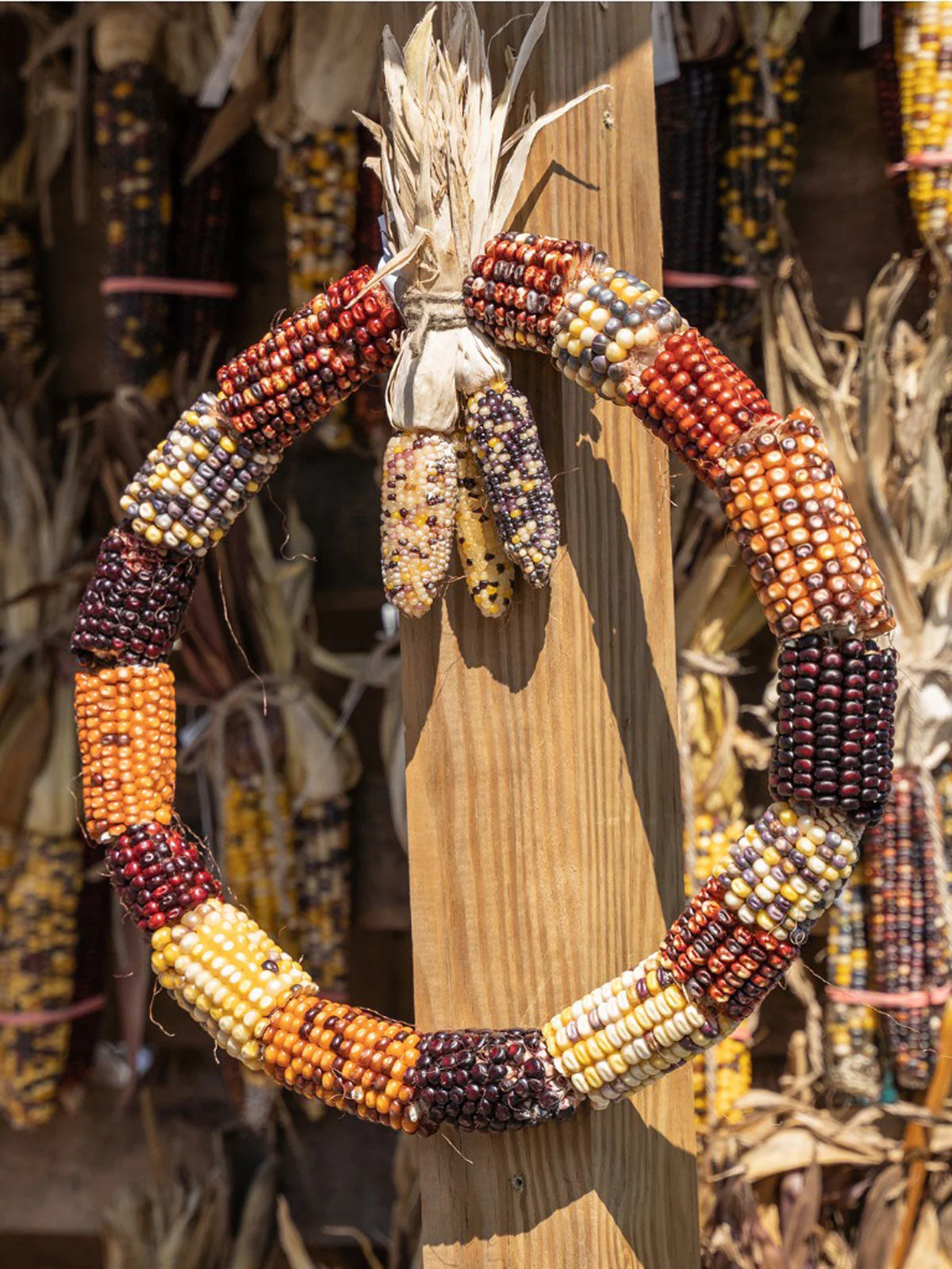 Rainbow Ornamental Corn - Image 10