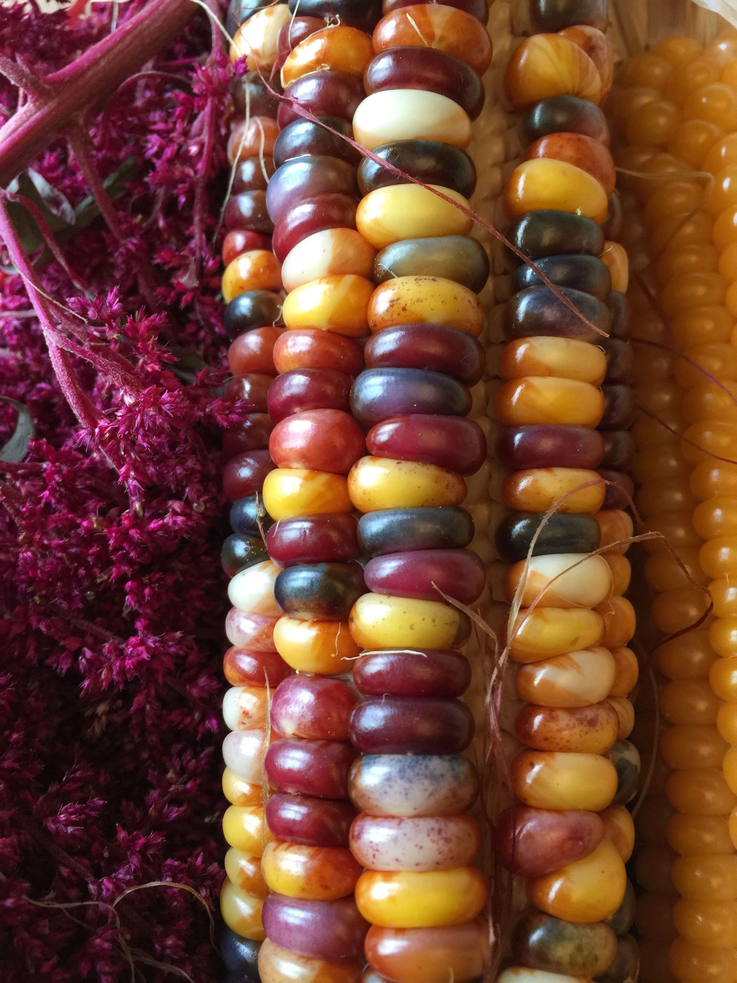 Rainbow Ornamental Corn - Image 3