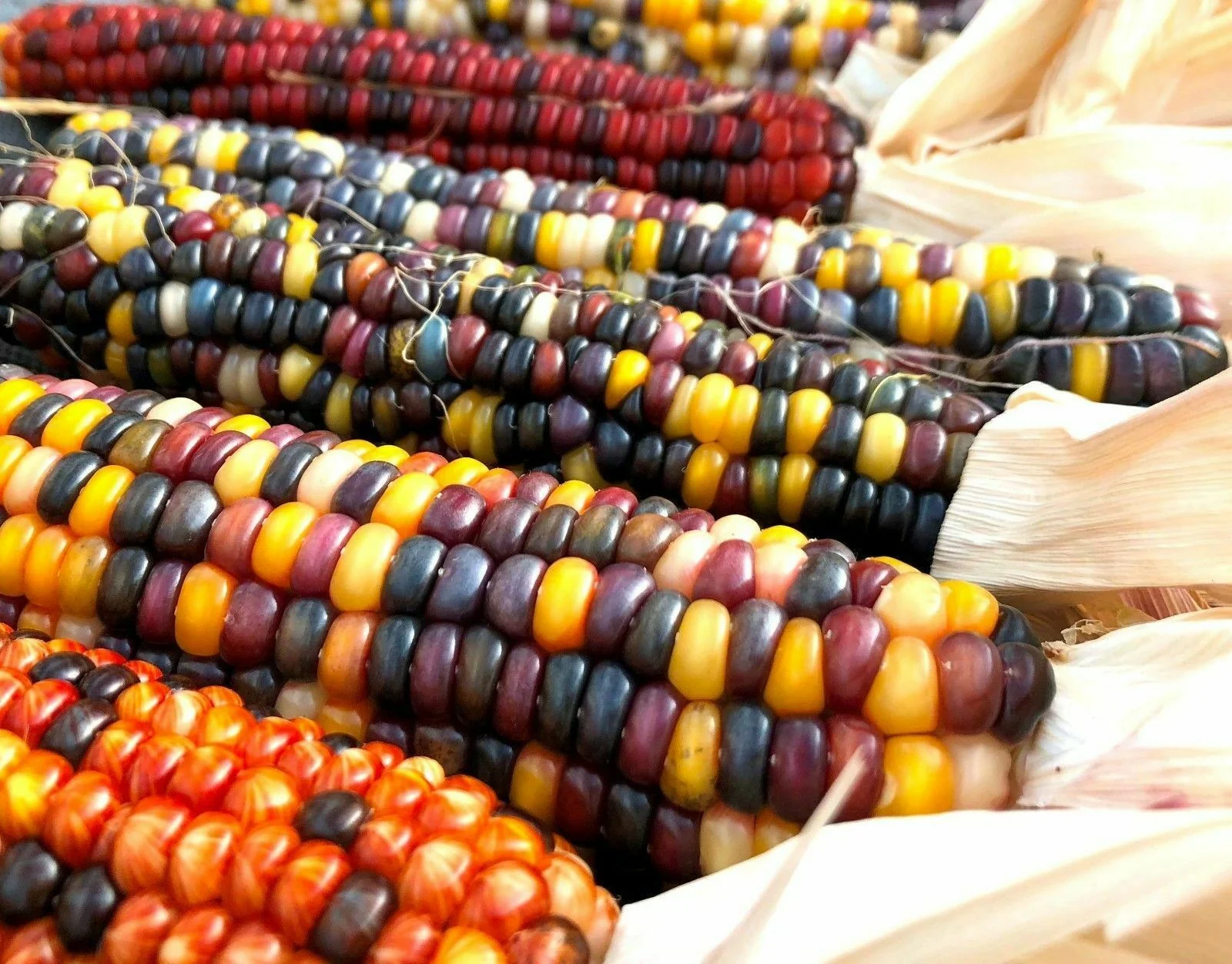Rainbow Ornamental Corn - Image 4