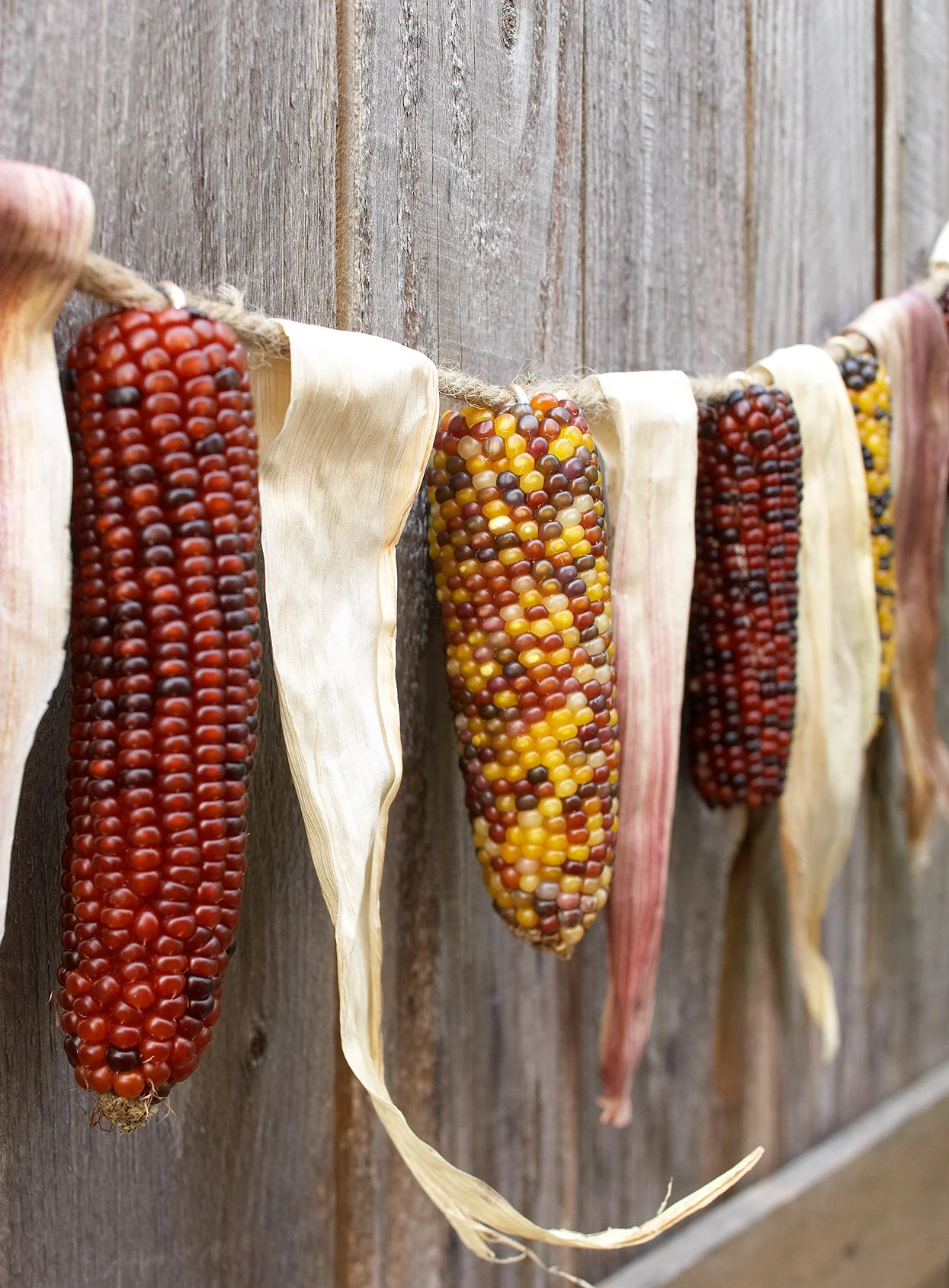 Rainbow Ornamental Corn - Image 7