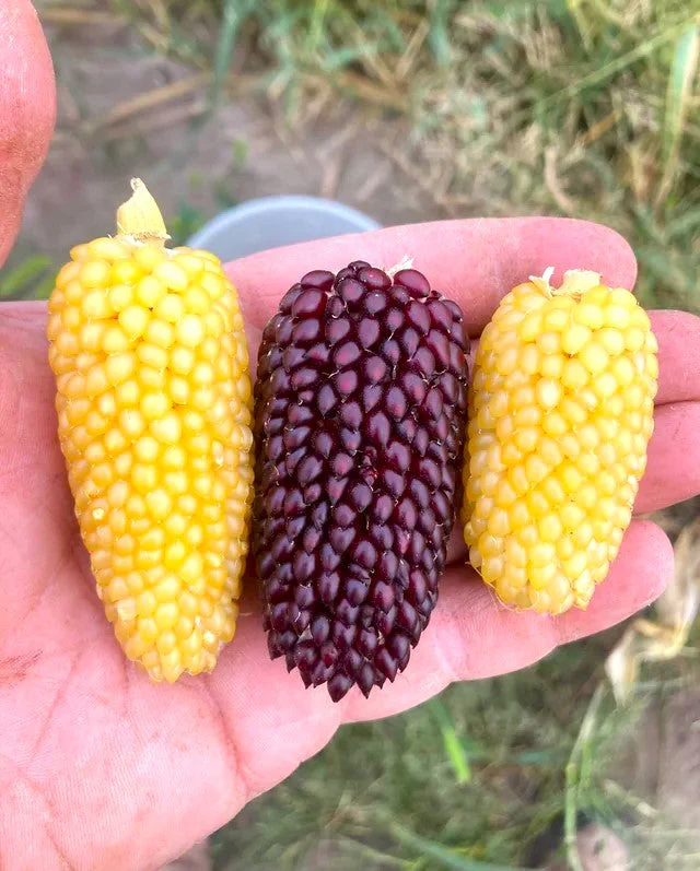Rainbow Mix Strawberry Popcorn (Ornamental Corn) - Image 3
