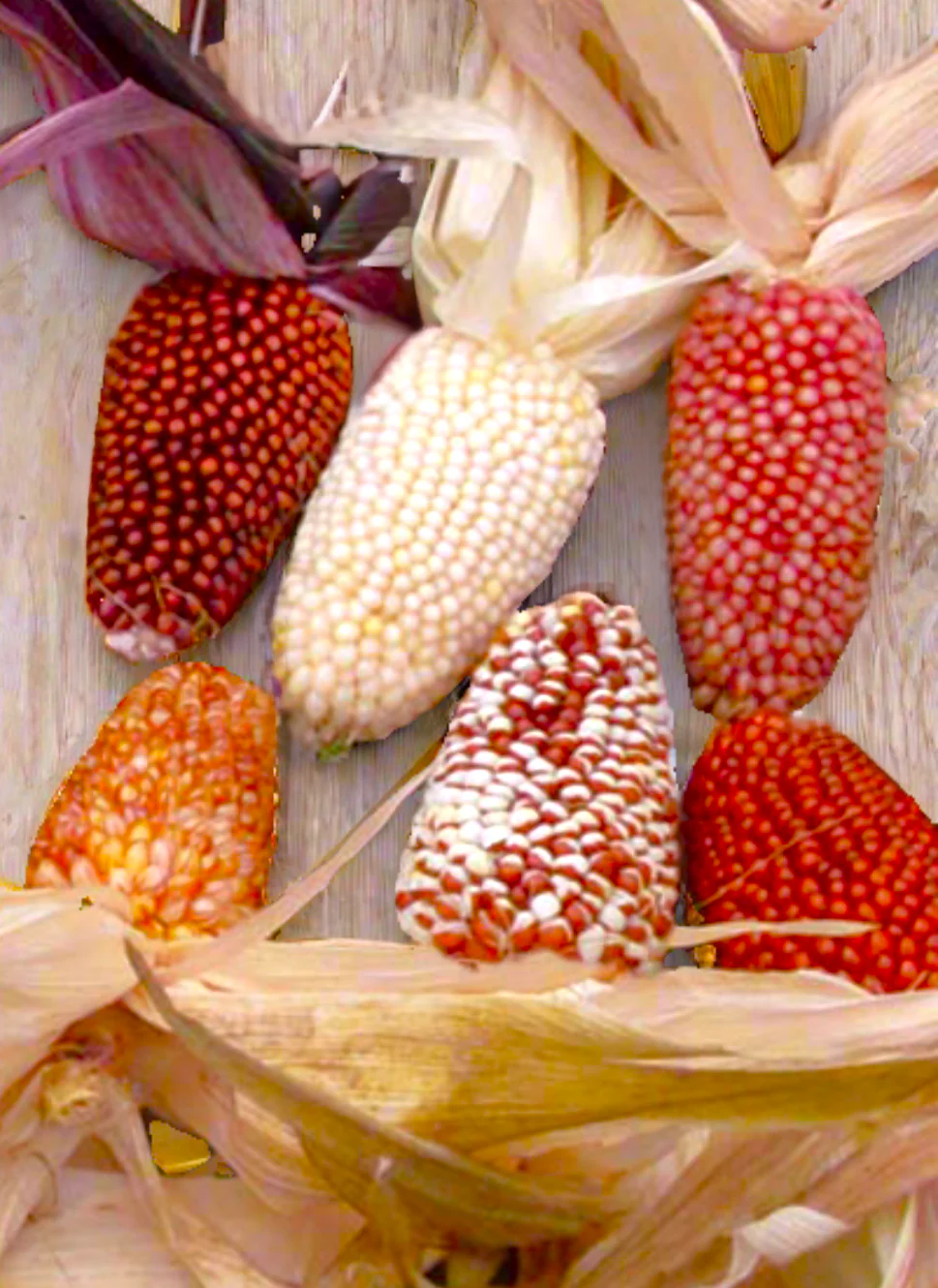Rainbow Mix Strawberry Popcorn (Ornamental Corn) - Image 4