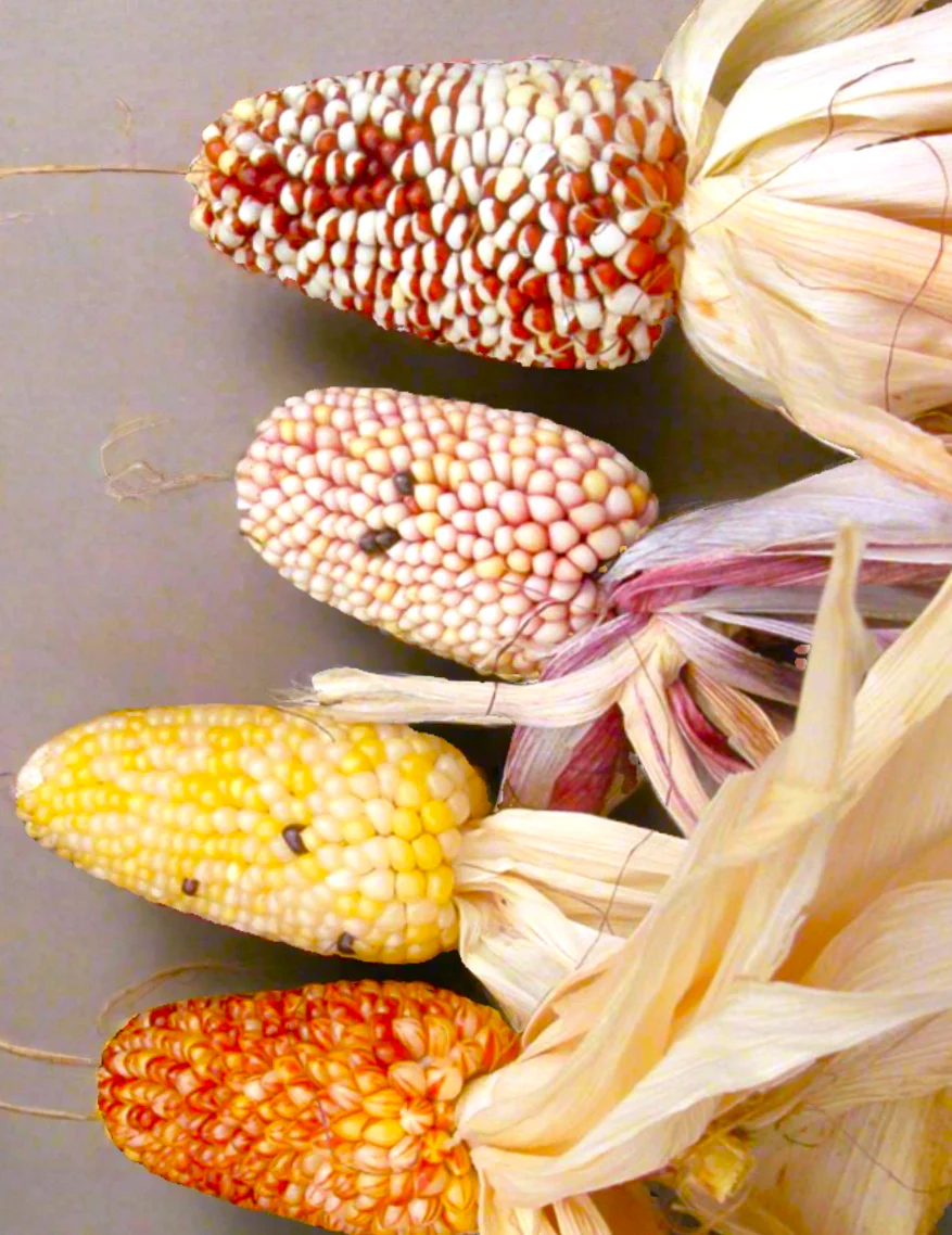 Rainbow Mix Strawberry Popcorn (Ornamental Corn) - Image 5