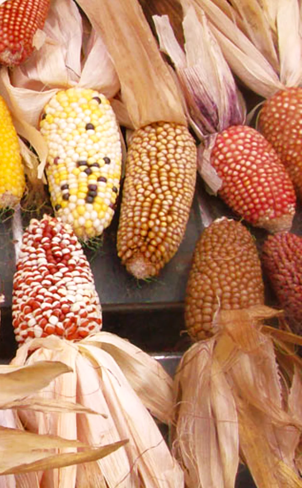 Rainbow Mix Strawberry Popcorn (Ornamental Corn) - Image 6