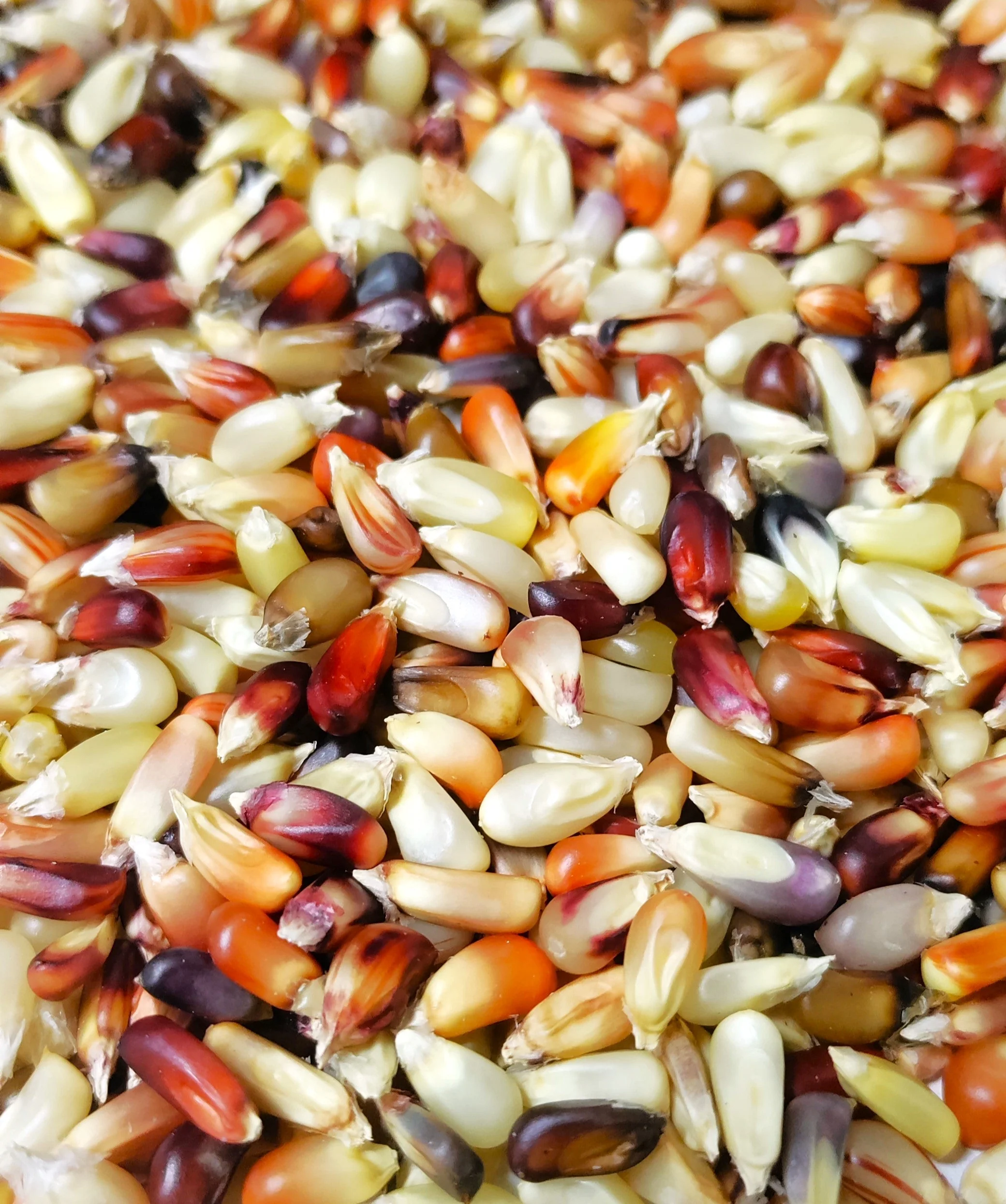 Rainbow Mix Strawberry Popcorn (Ornamental Corn) - Image 7