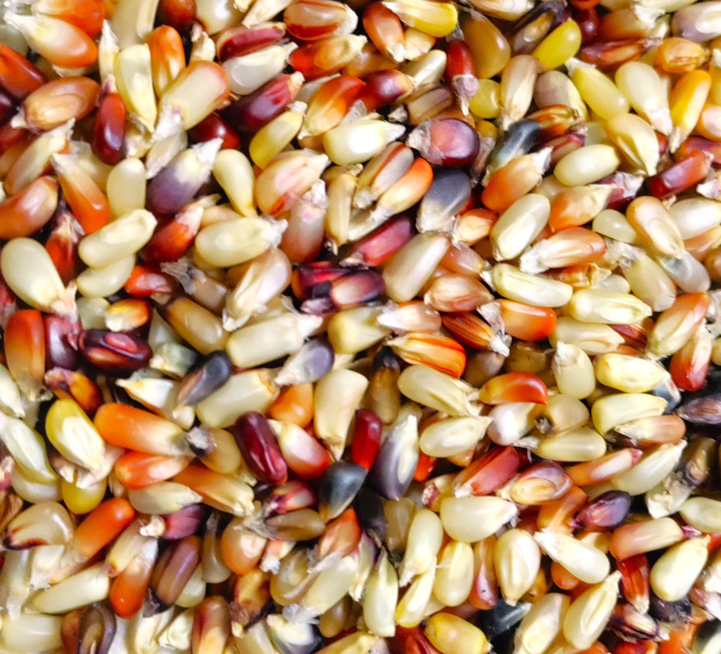 Rainbow Mix Strawberry Popcorn (Ornamental Corn) - Image 8
