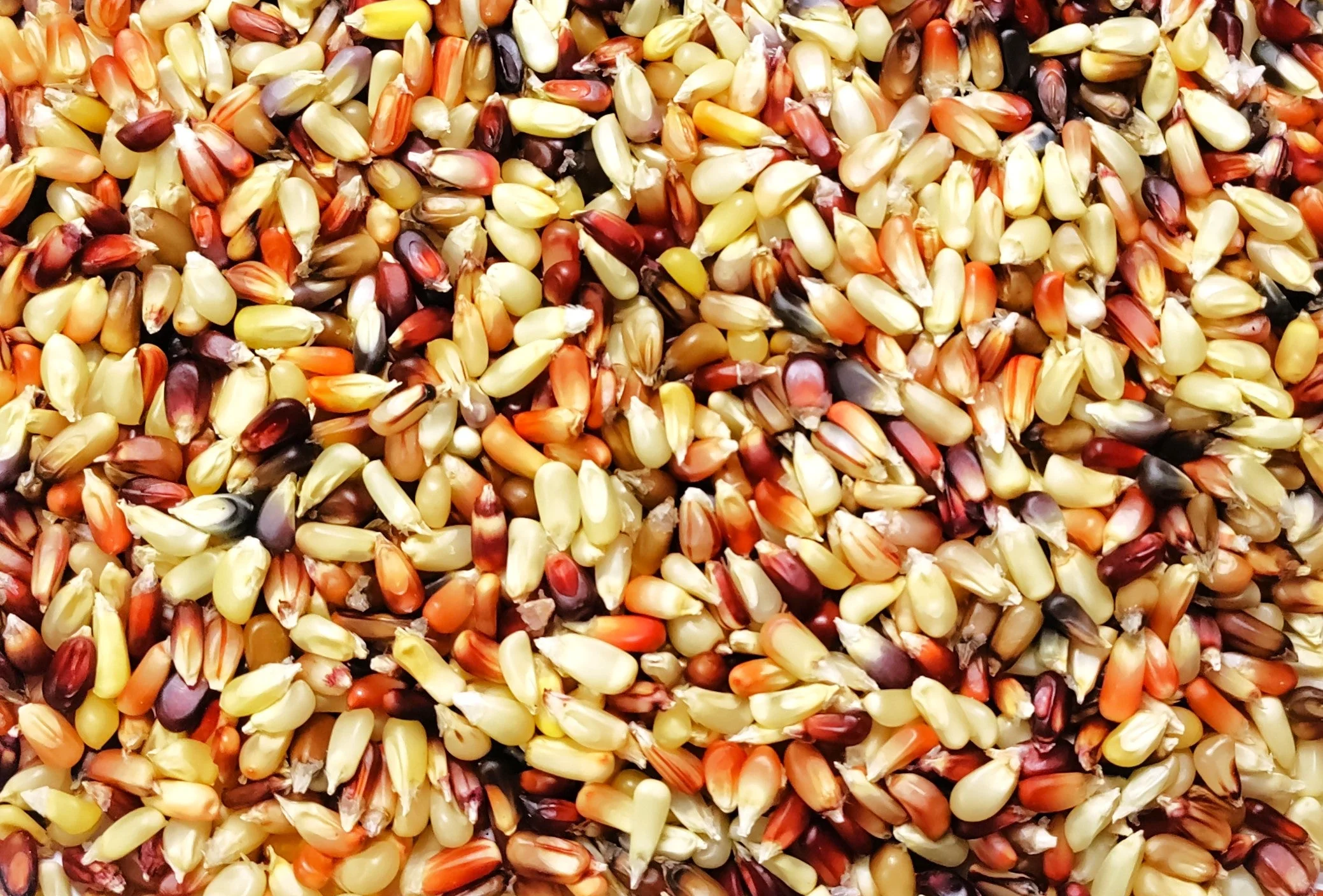 Rainbow Mix Strawberry Popcorn (Ornamental Corn) - Image 9