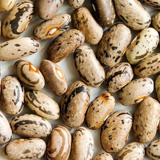 Rattlesnake Bean (Pole) - Image 10