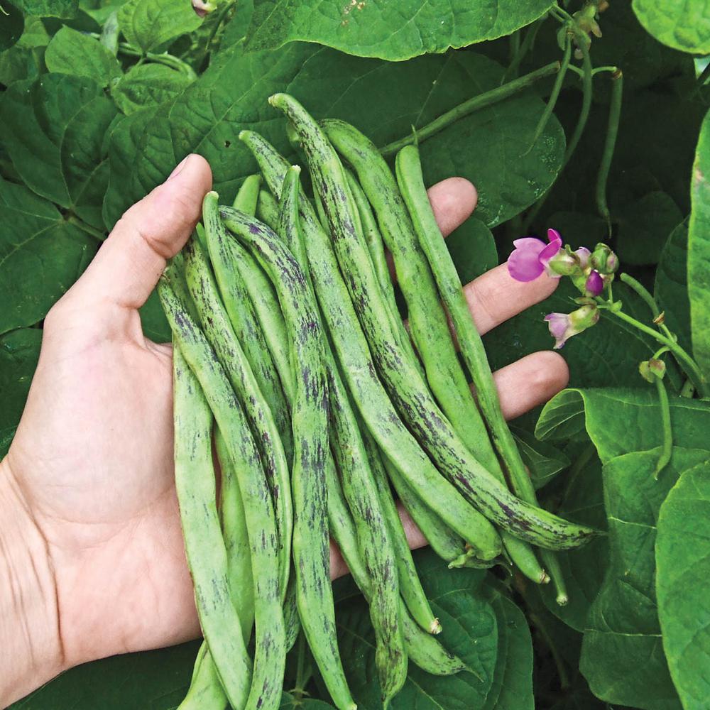 Rattlesnake Bean (Pole) - Image 3