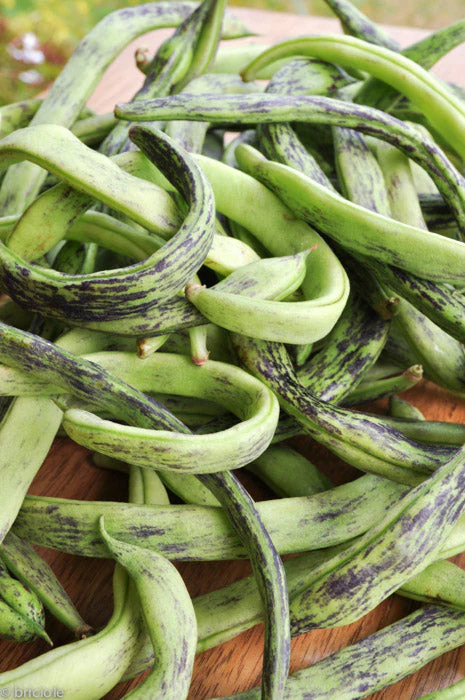 Rattlesnake Bean (Pole) - Image 4
