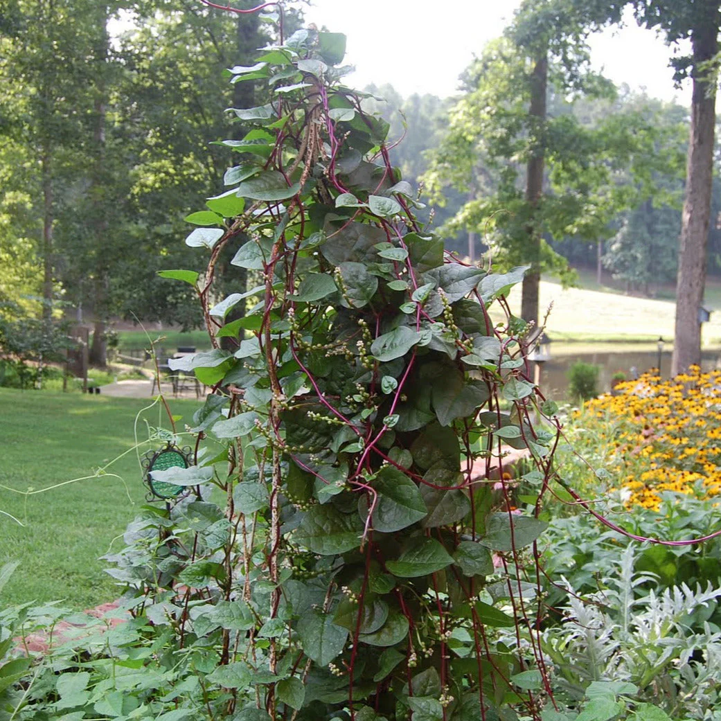 Red and Green Mix Malabar Spinach - Image 3